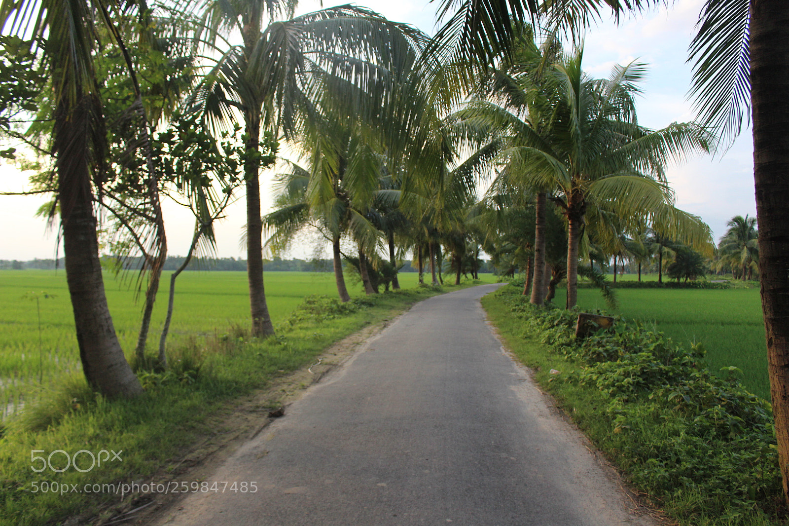 Canon EOS 700D (EOS Rebel T5i / EOS Kiss X7i) sample photo. Beautiful way photography