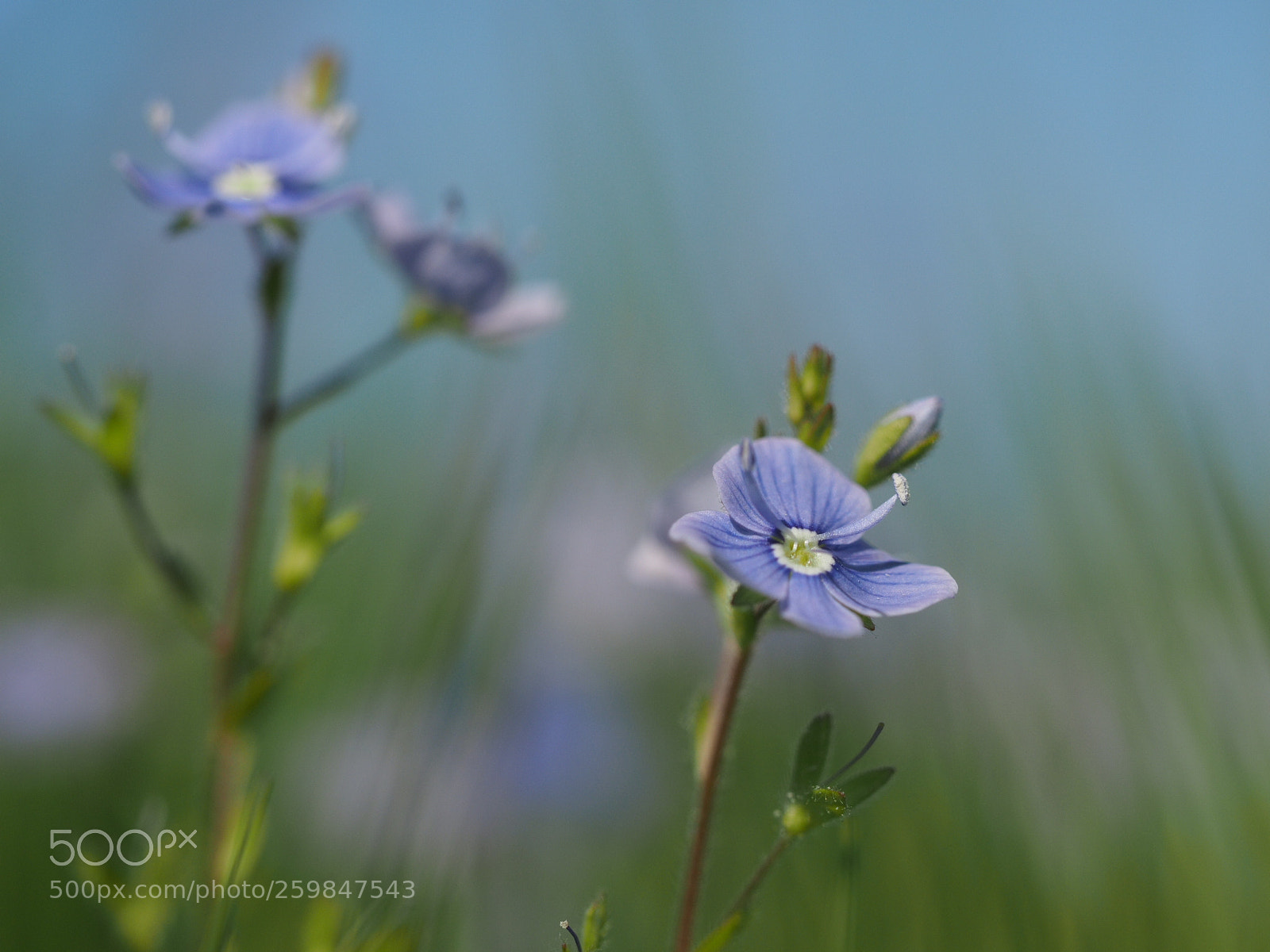 Olympus OM-D E-M1 sample photo. Speedwell flower photography