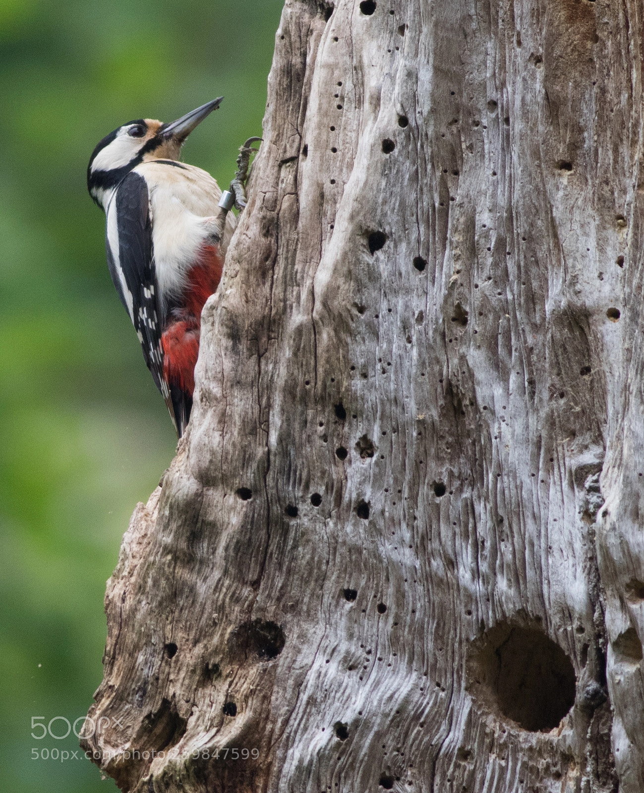 Canon EOS 7D Mark II sample photo. A woodpecker and his photography