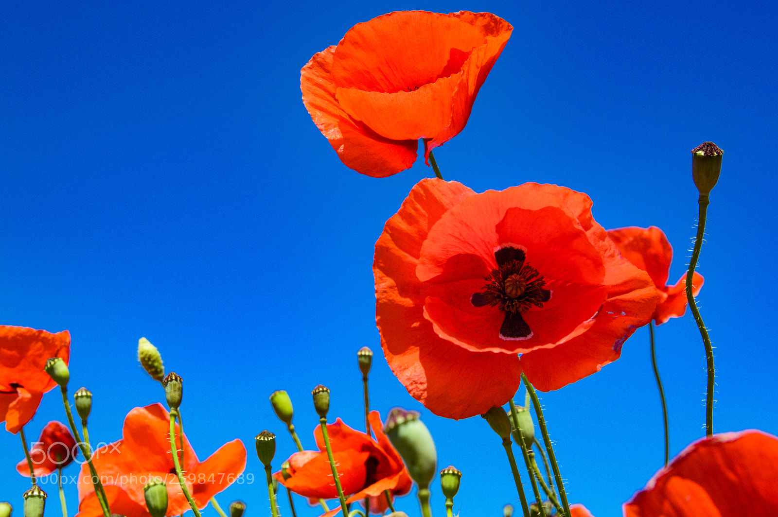 Nikon D3200 sample photo. Opium poppy photography