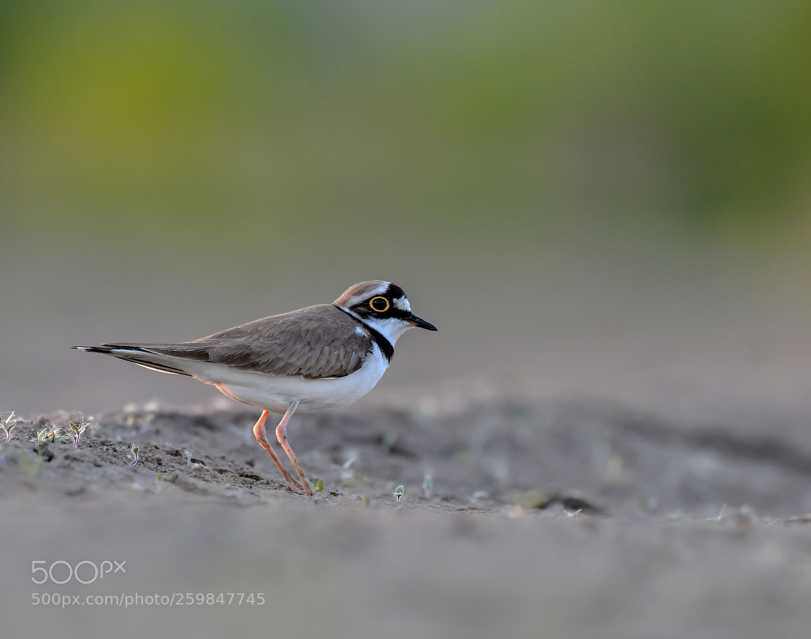 Nikon D850 sample photo. Small plover photography