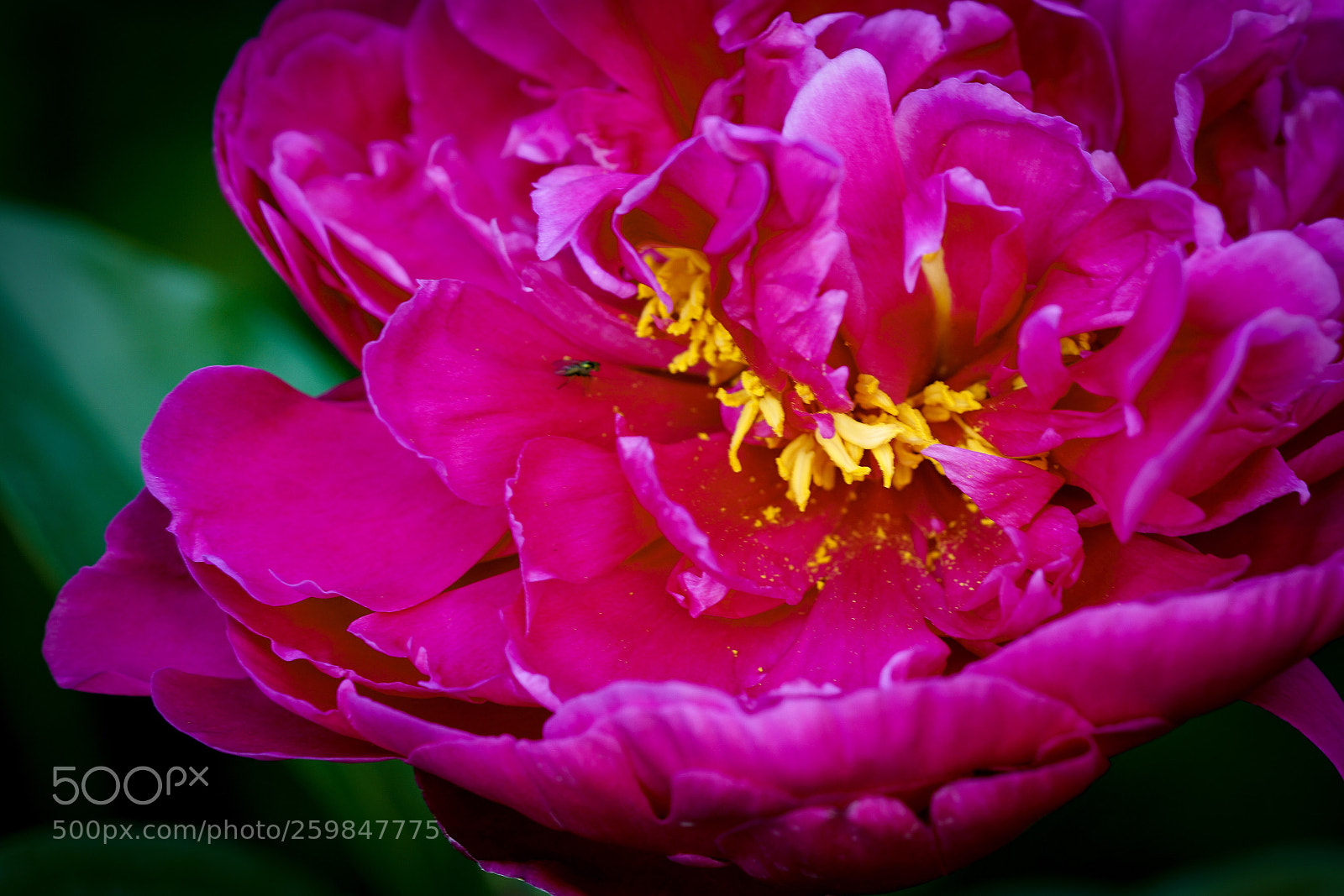 Sony a7R II sample photo. Late peony photography