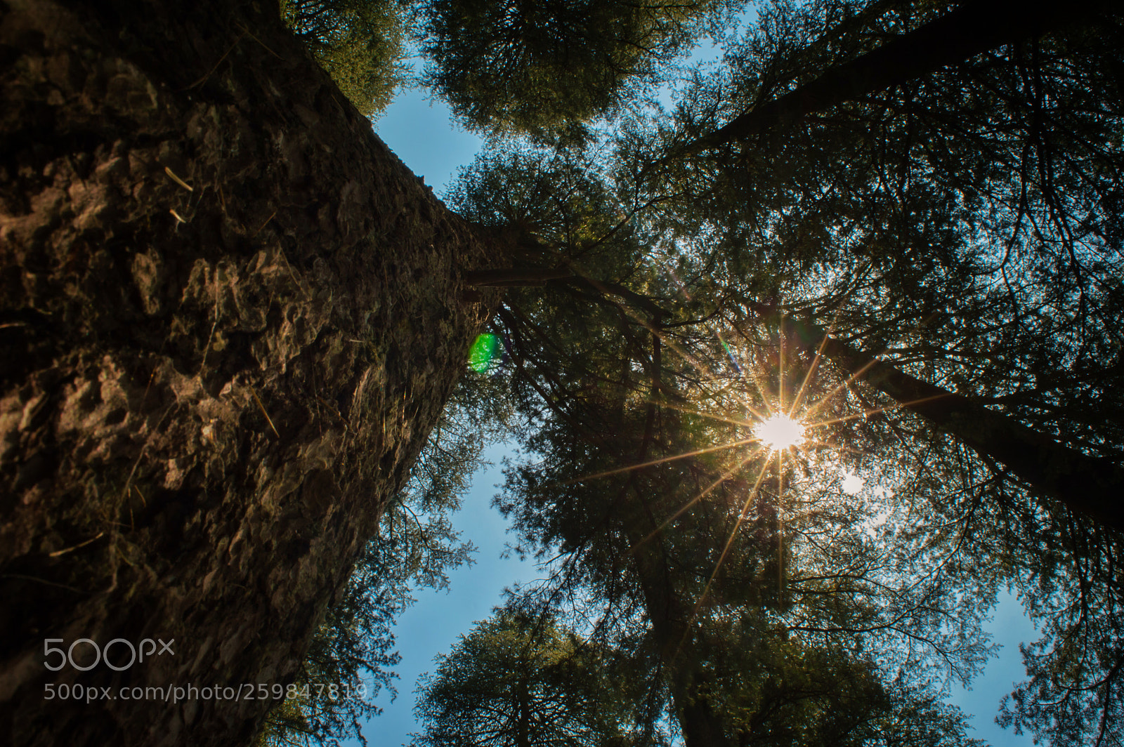 Nikon D3200 sample photo. Trees photography