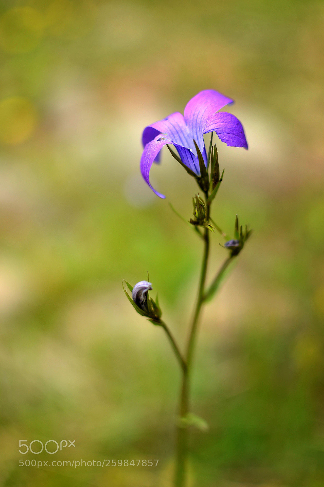 Nikon D3100 sample photo. . photography
