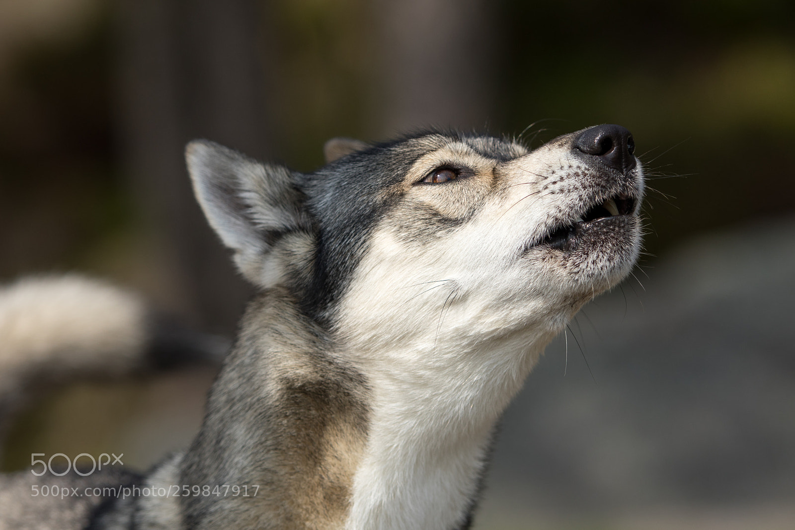 Canon EOS 5D Mark IV sample photo. Howling husky photography