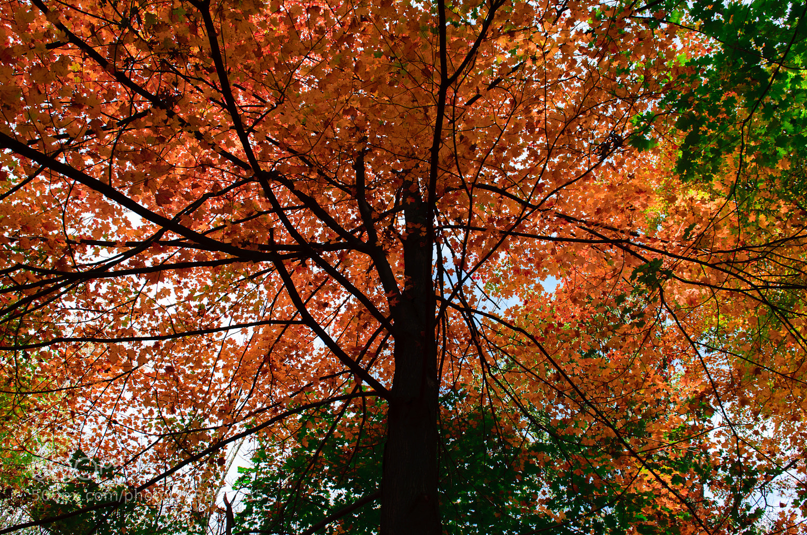 Nikon D5300 sample photo. Fall photography