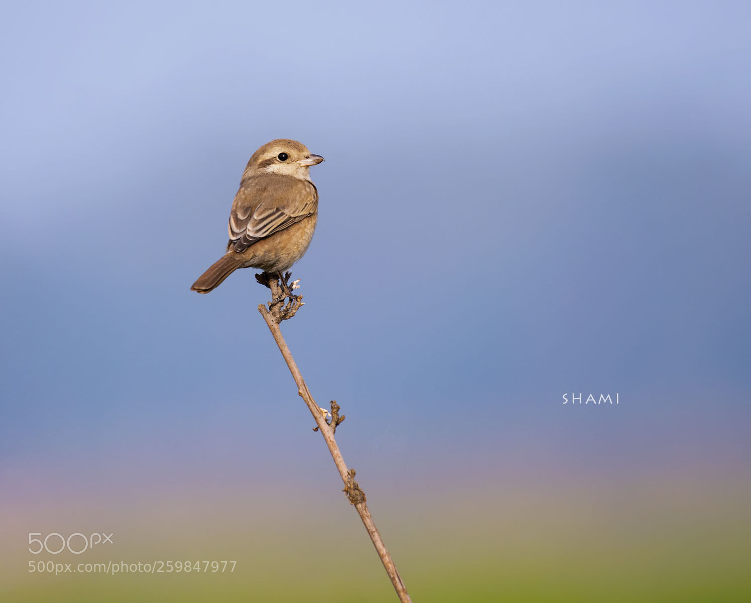 Nikon D800E sample photo. Isabelline shrike photography