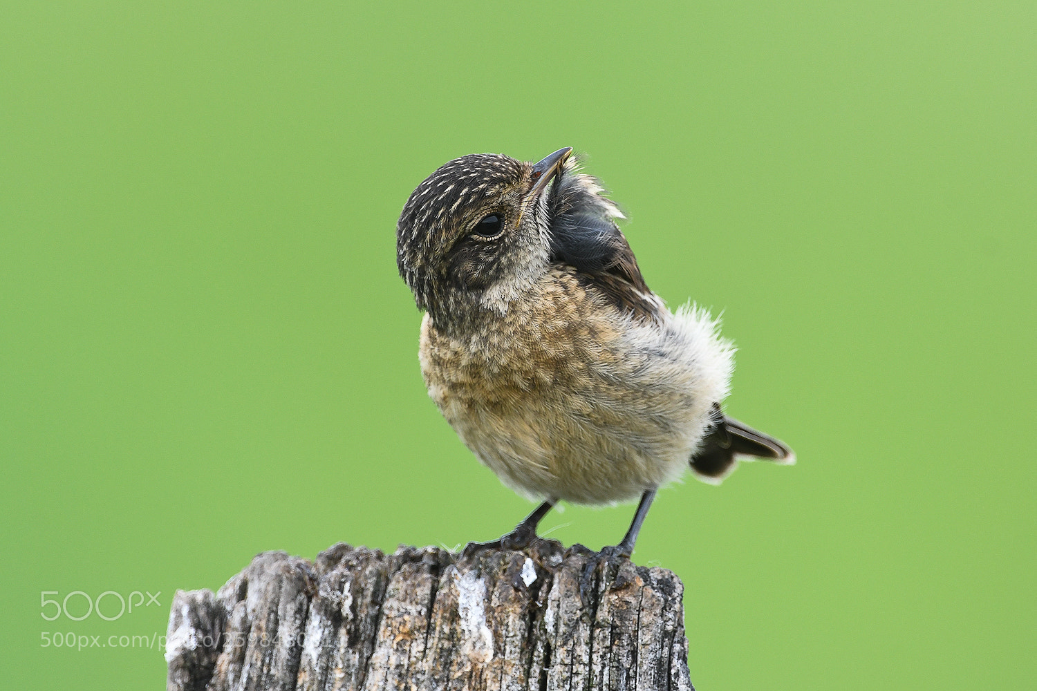 Nikon D500 sample photo. Young european stonechat photography