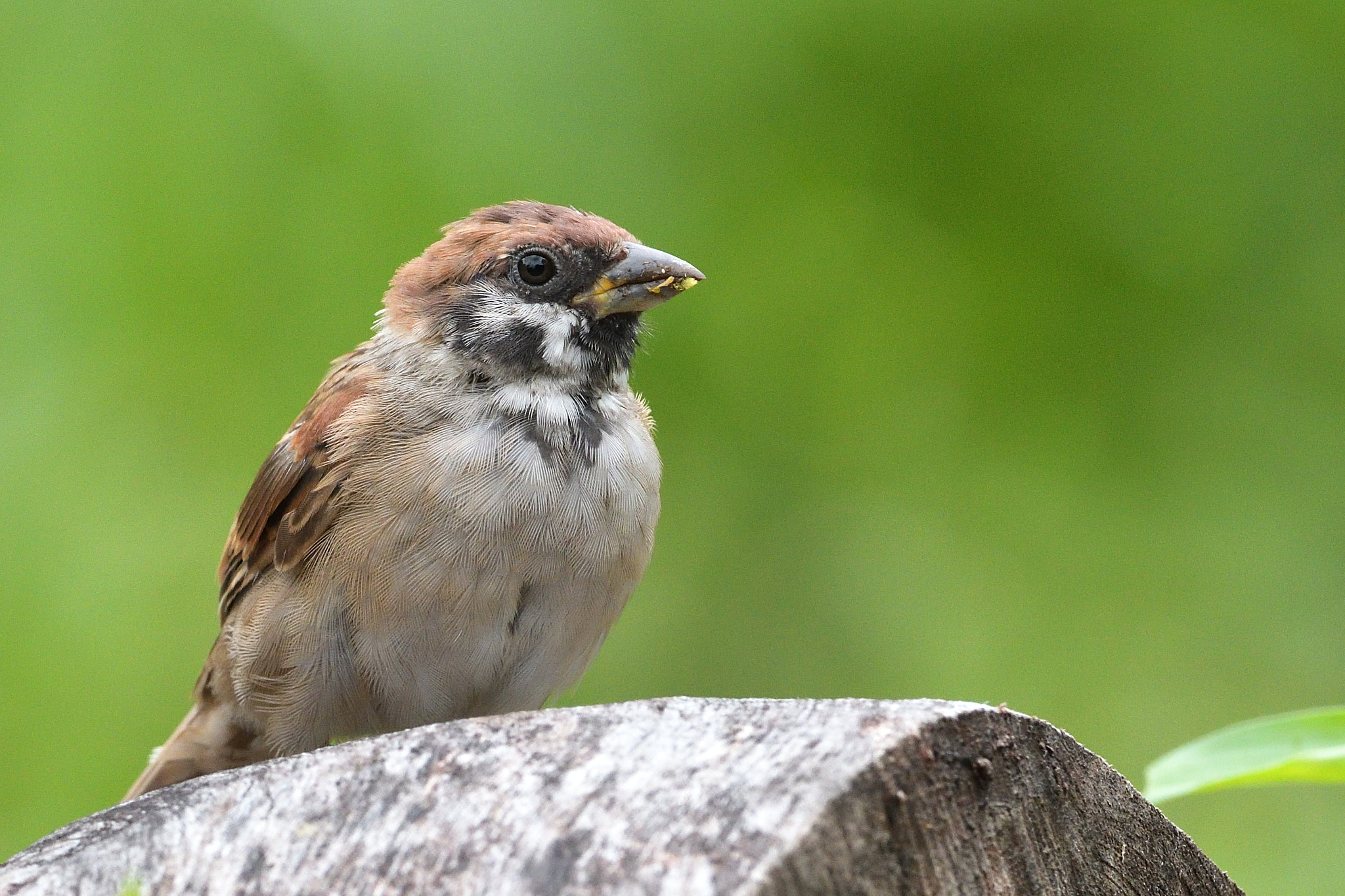 Nikon AF-S Nikkor 200-500mm F5.6E ED VR sample photo. Eurasian tree sparrow photography