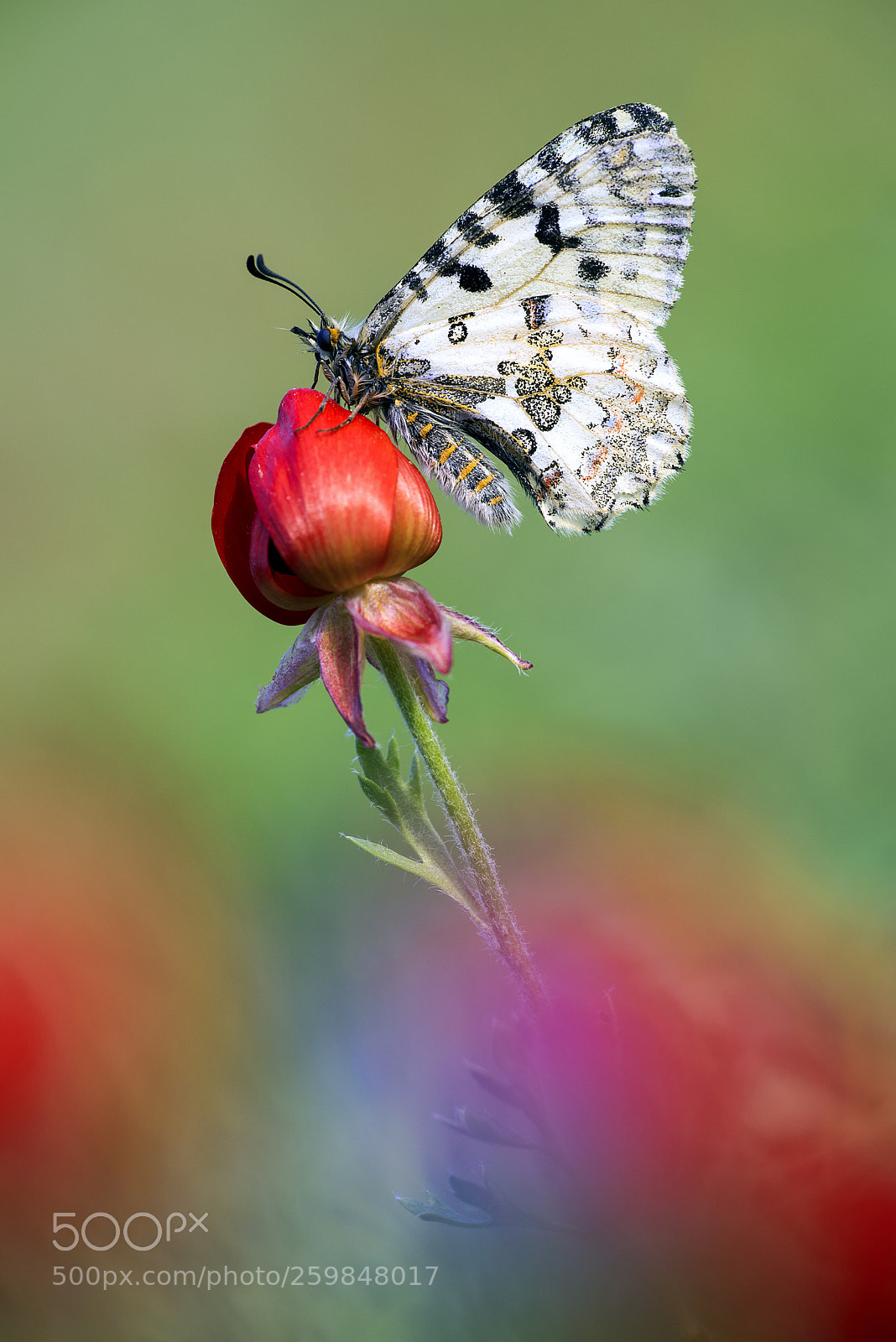 Nikon D750 sample photo. Untitled photography