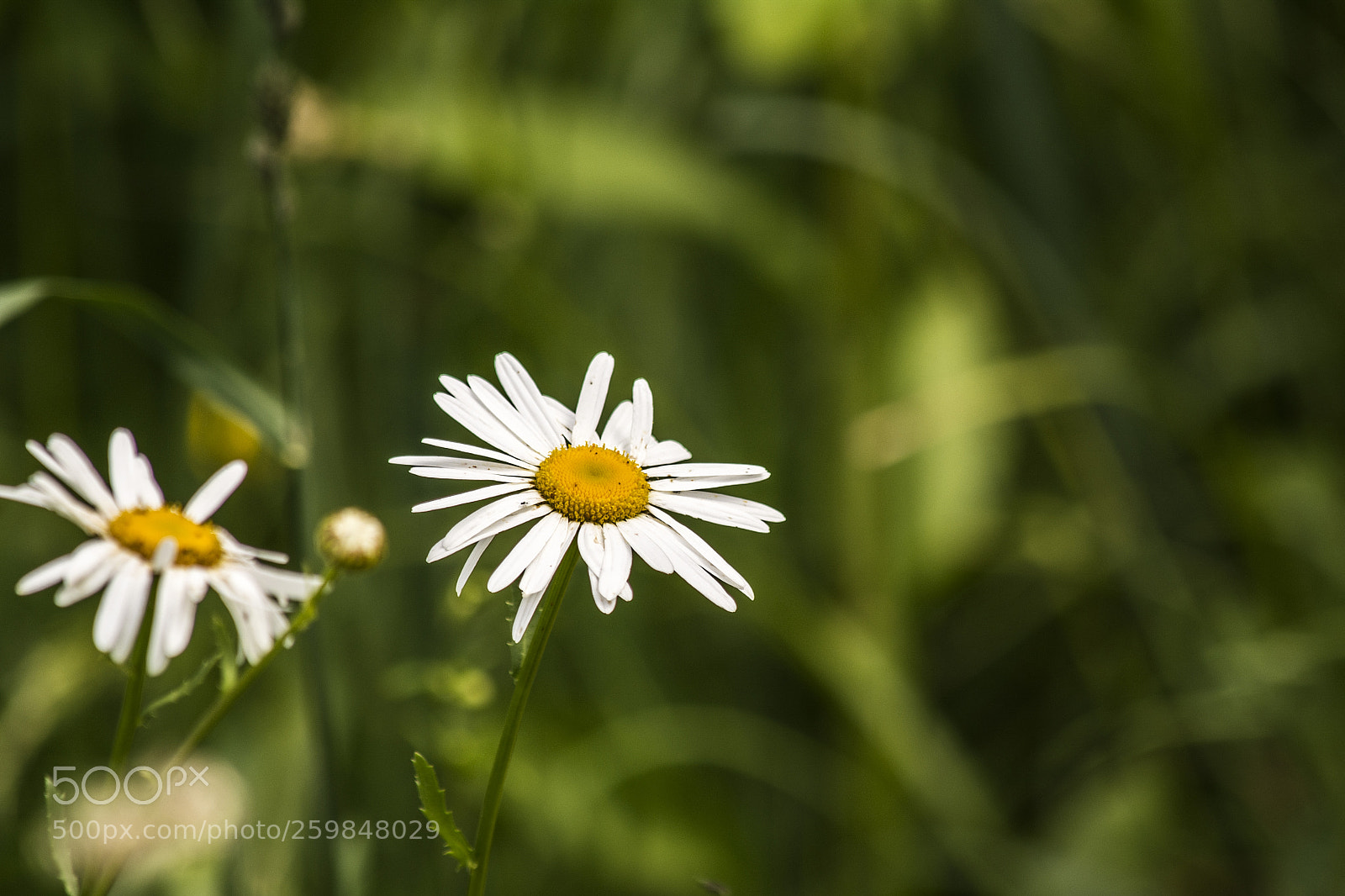 Nikon D5200 sample photo. Dandelion photography