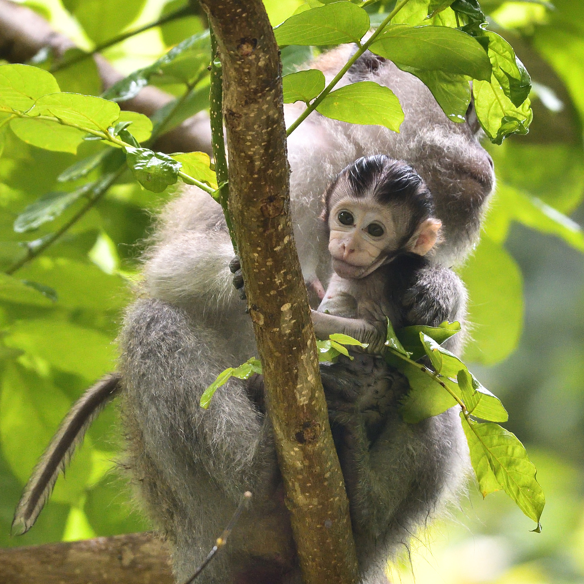 Nikon D500 sample photo. Long-tailed macaque and its offspring photography