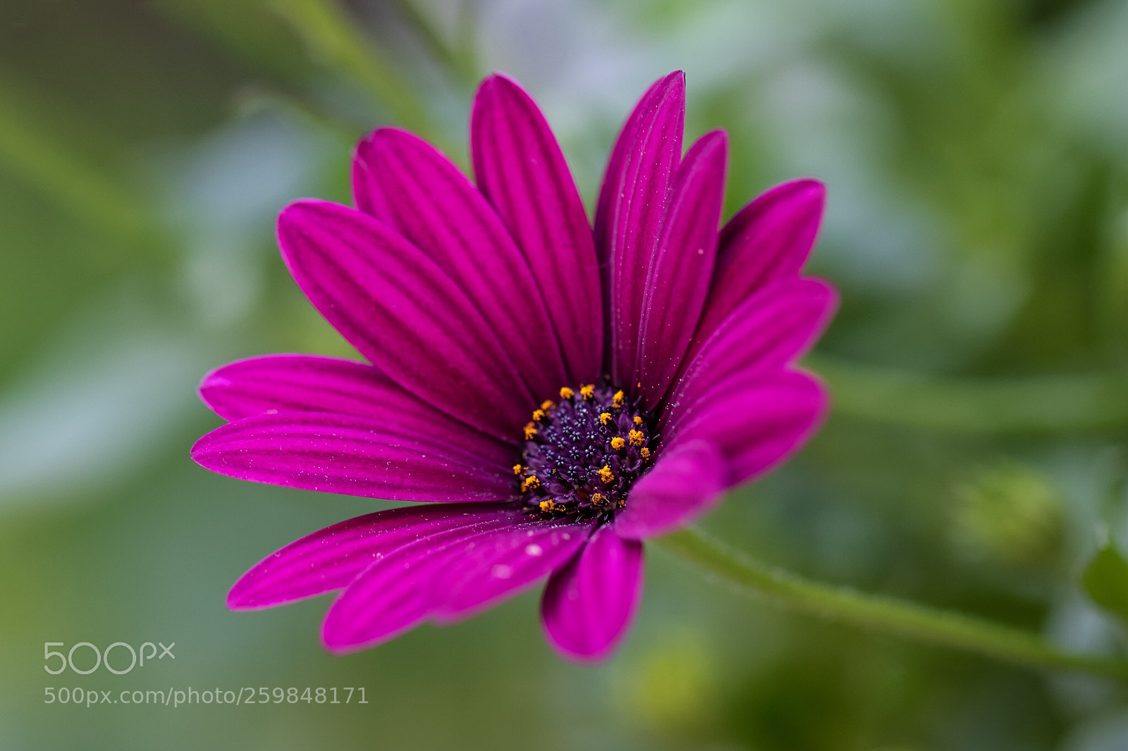 Canon EOS 7D Mark II sample photo. Flower photography