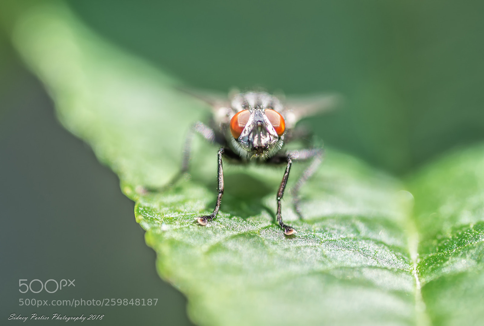 Nikon D600 sample photo. Fly photography