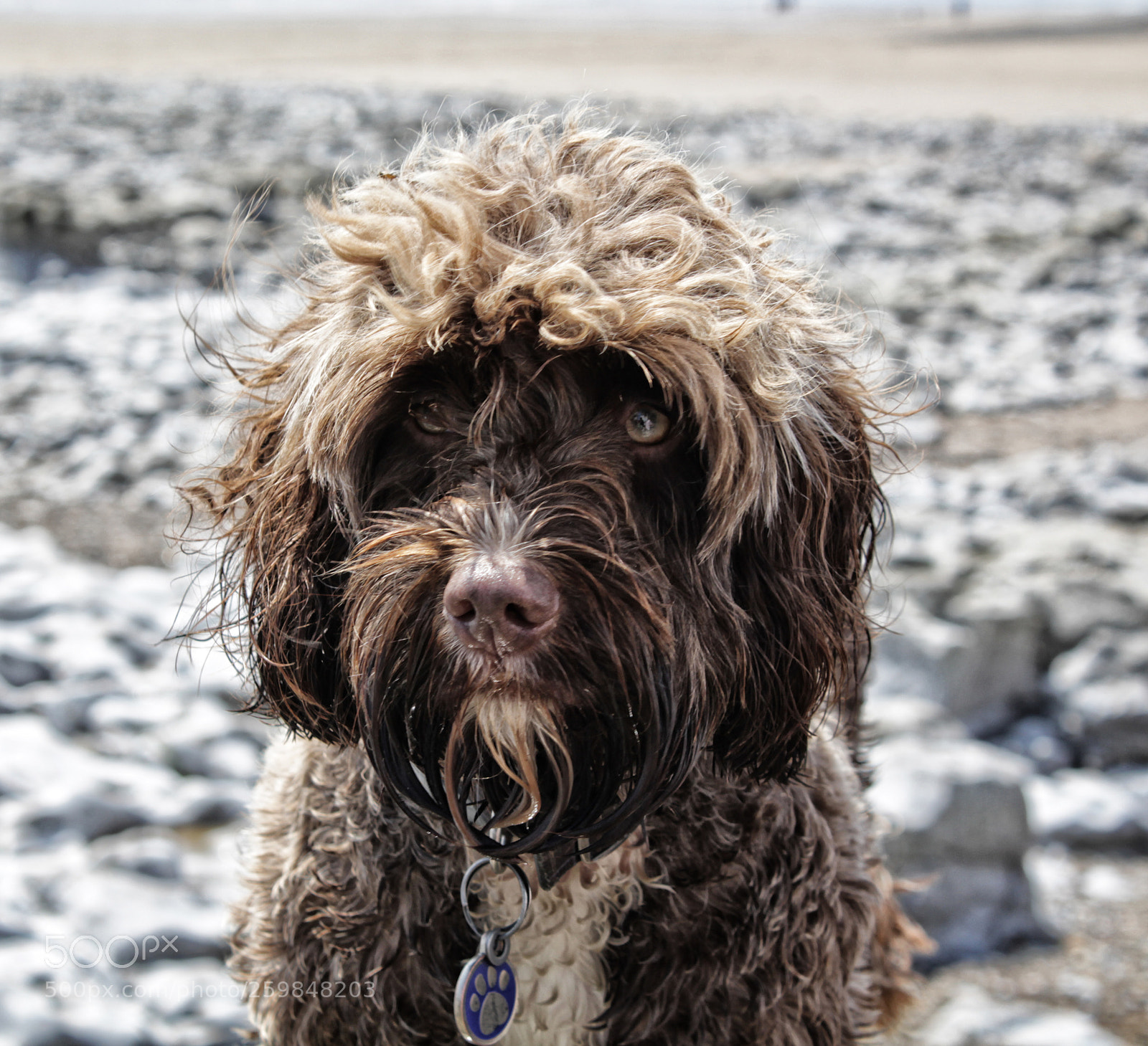 Canon EOS 650D (EOS Rebel T4i / EOS Kiss X6i) sample photo. Dog on the beach photography