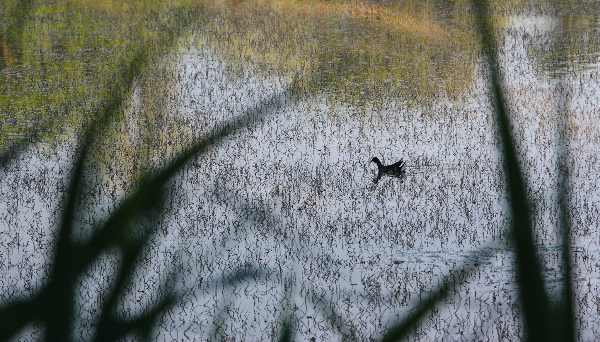 Canon EOS 450D (EOS Rebel XSi / EOS Kiss X2) sample photo. Moorhen on the pond photography