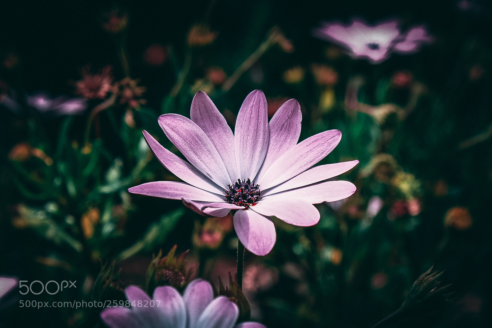 Fujifilm X-T20 sample photo. Purple flower photography