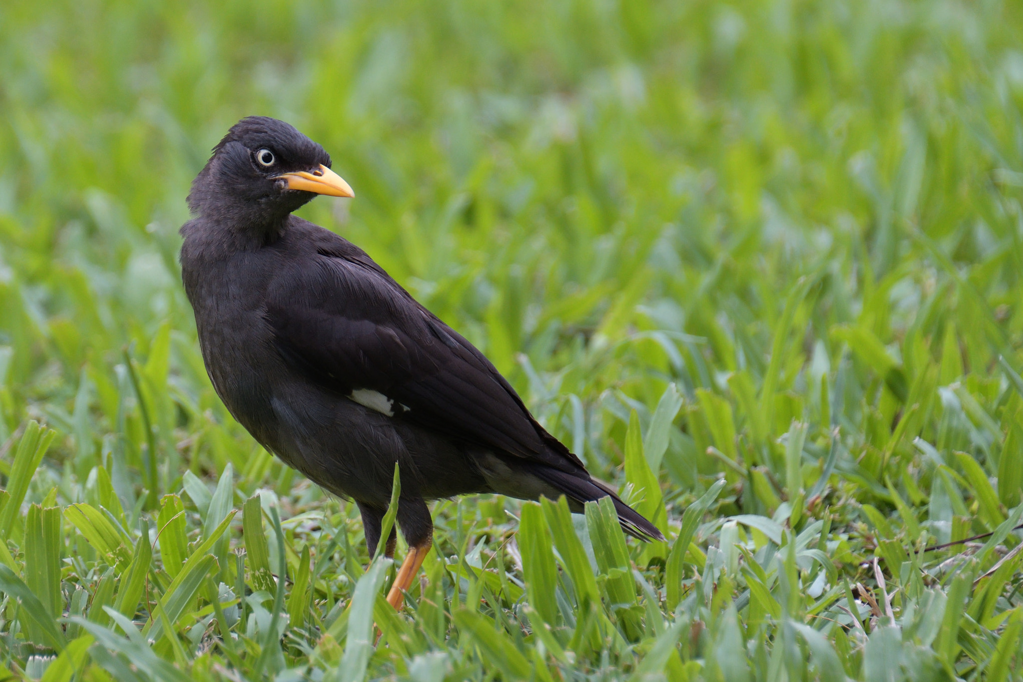Nikon D500 sample photo. Javan myna photography