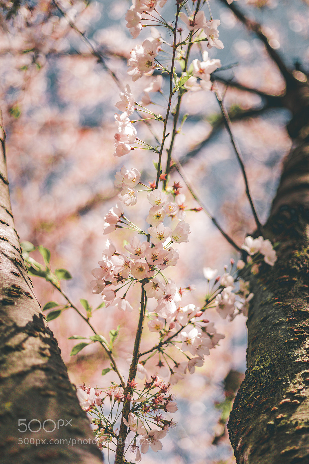 Canon EOS 6D sample photo. Flourish photography
