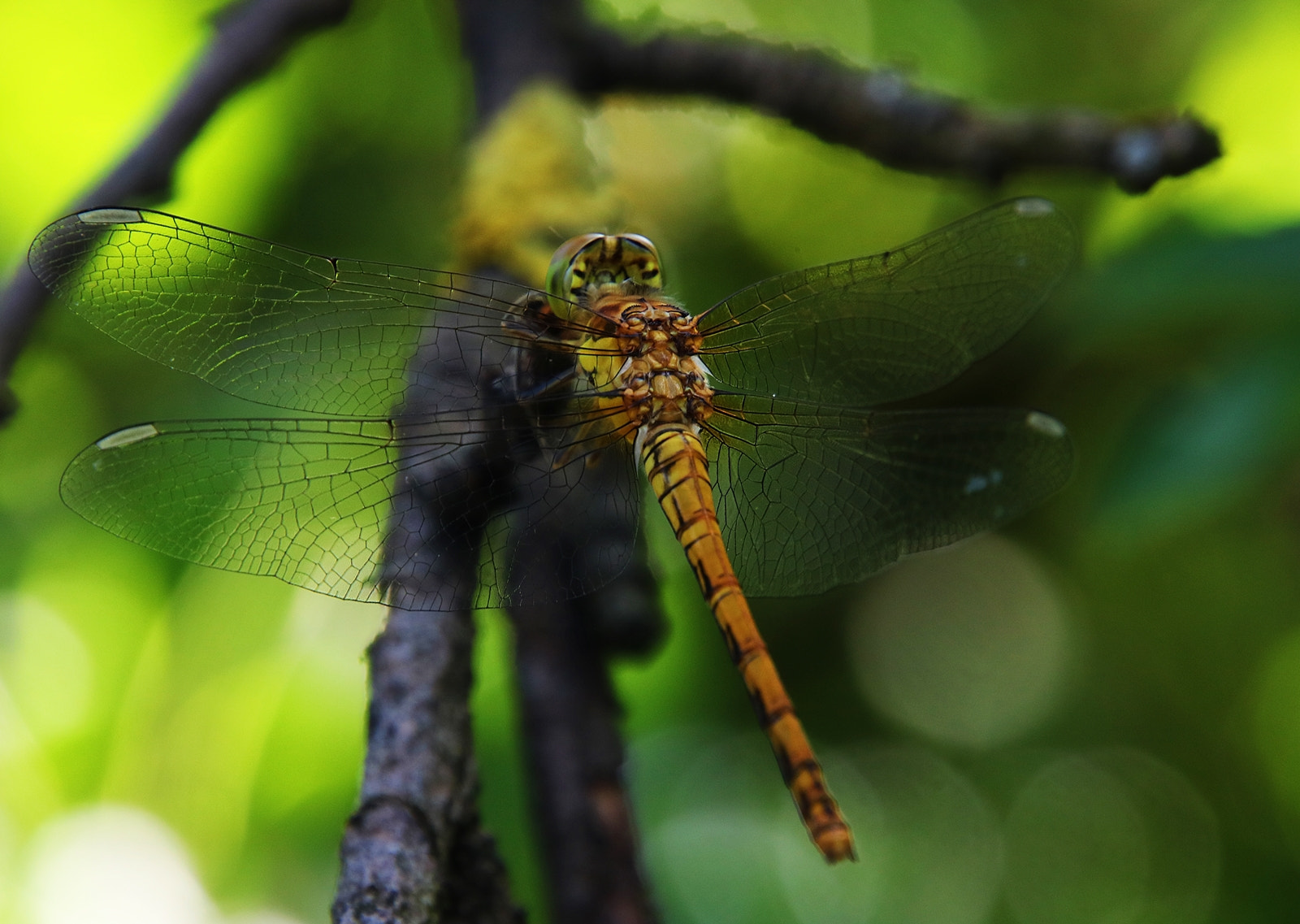 Canon EOS 760D (EOS Rebel T6s / EOS 8000D) + Tamron 16-300mm F3.5-6.3 Di II VC PZD Macro sample photo. Dragonfly photography