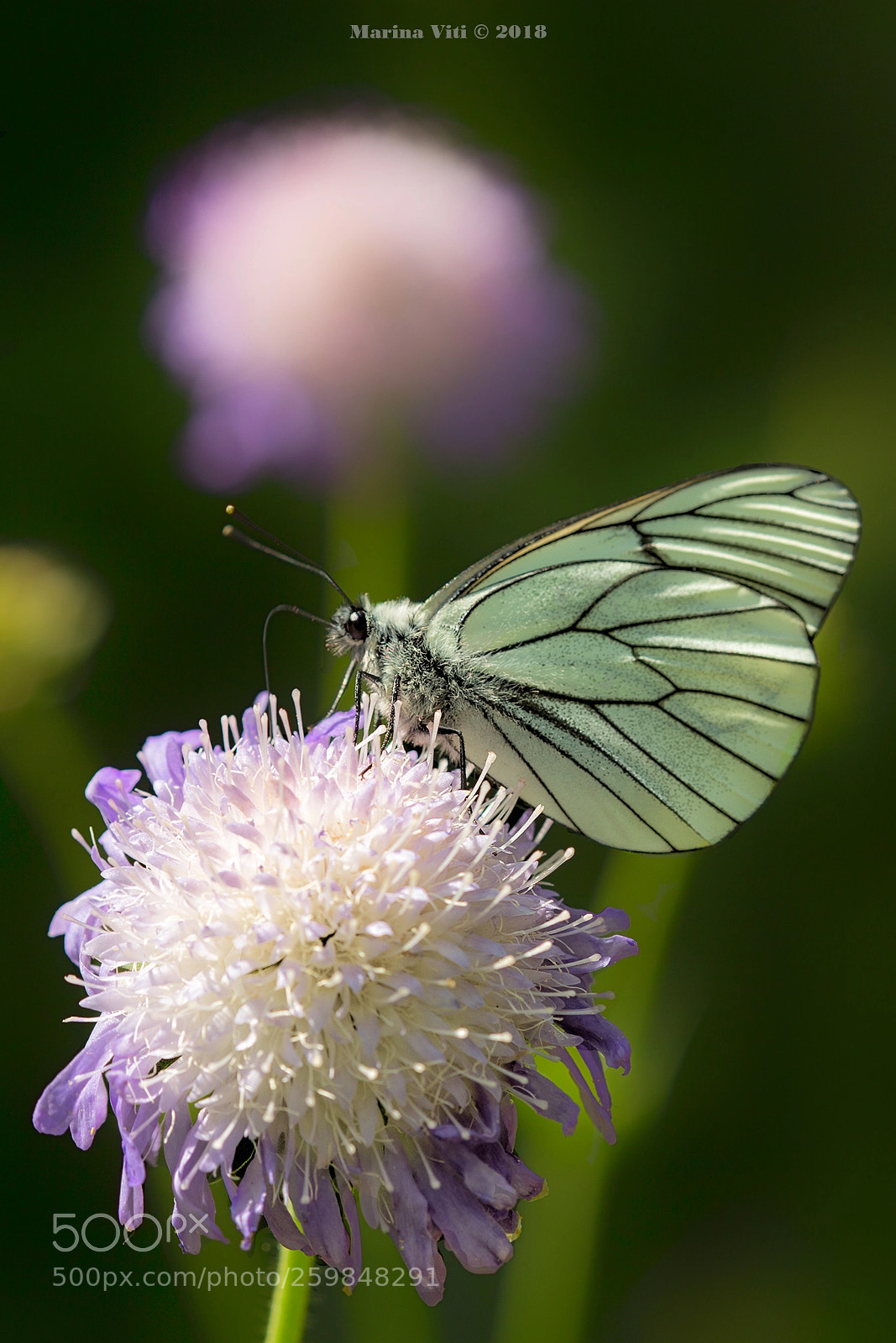 Canon EOS 6D sample photo. Butterfly photography