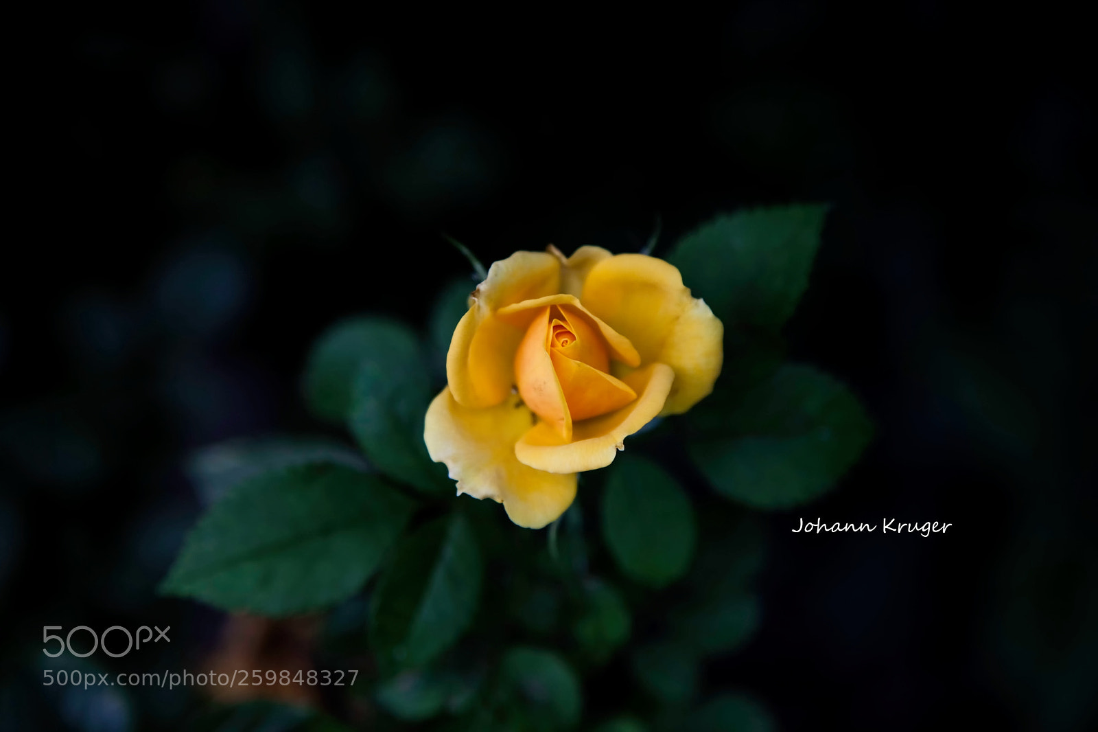 Canon EOS 5D Mark II sample photo. Rose photography