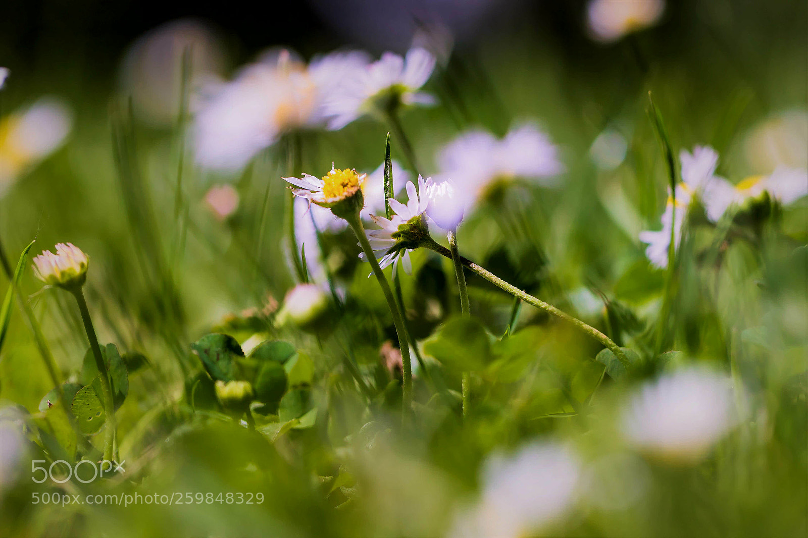 Canon EOS 6D Mark II sample photo. Untitled photography