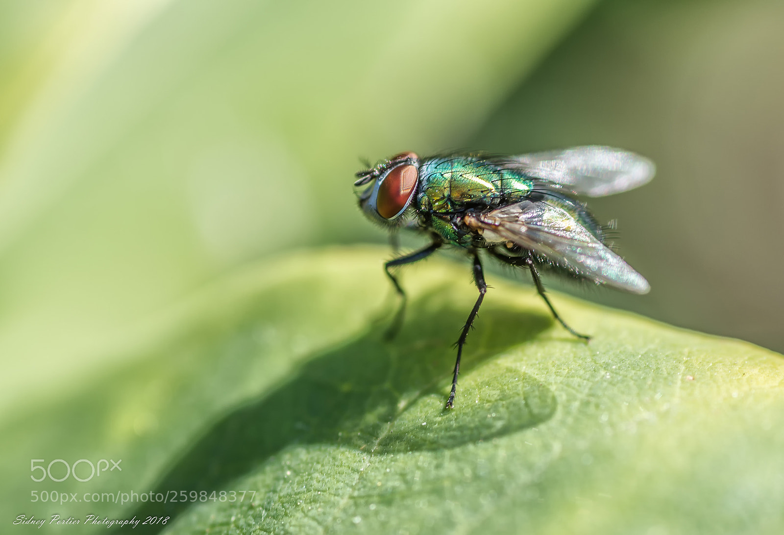 Nikon D600 sample photo. Fly photography