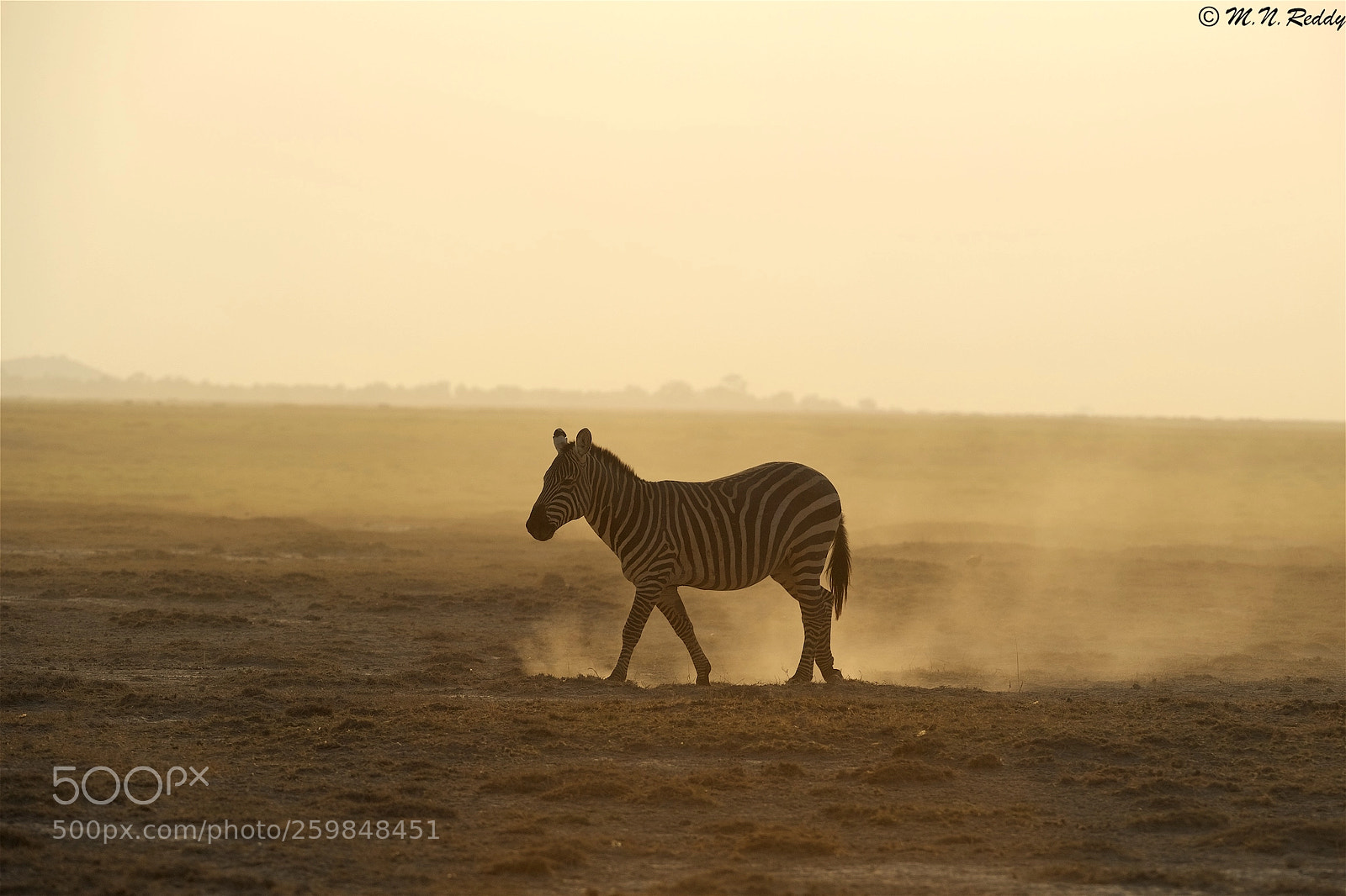 Nikon D5 sample photo. Zebra - back light photography