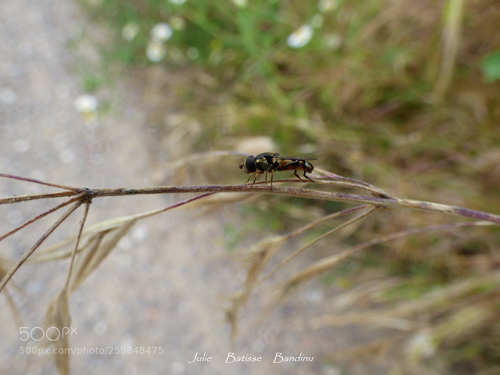 Panasonic DMC-FZ72 sample photo. A fly photography