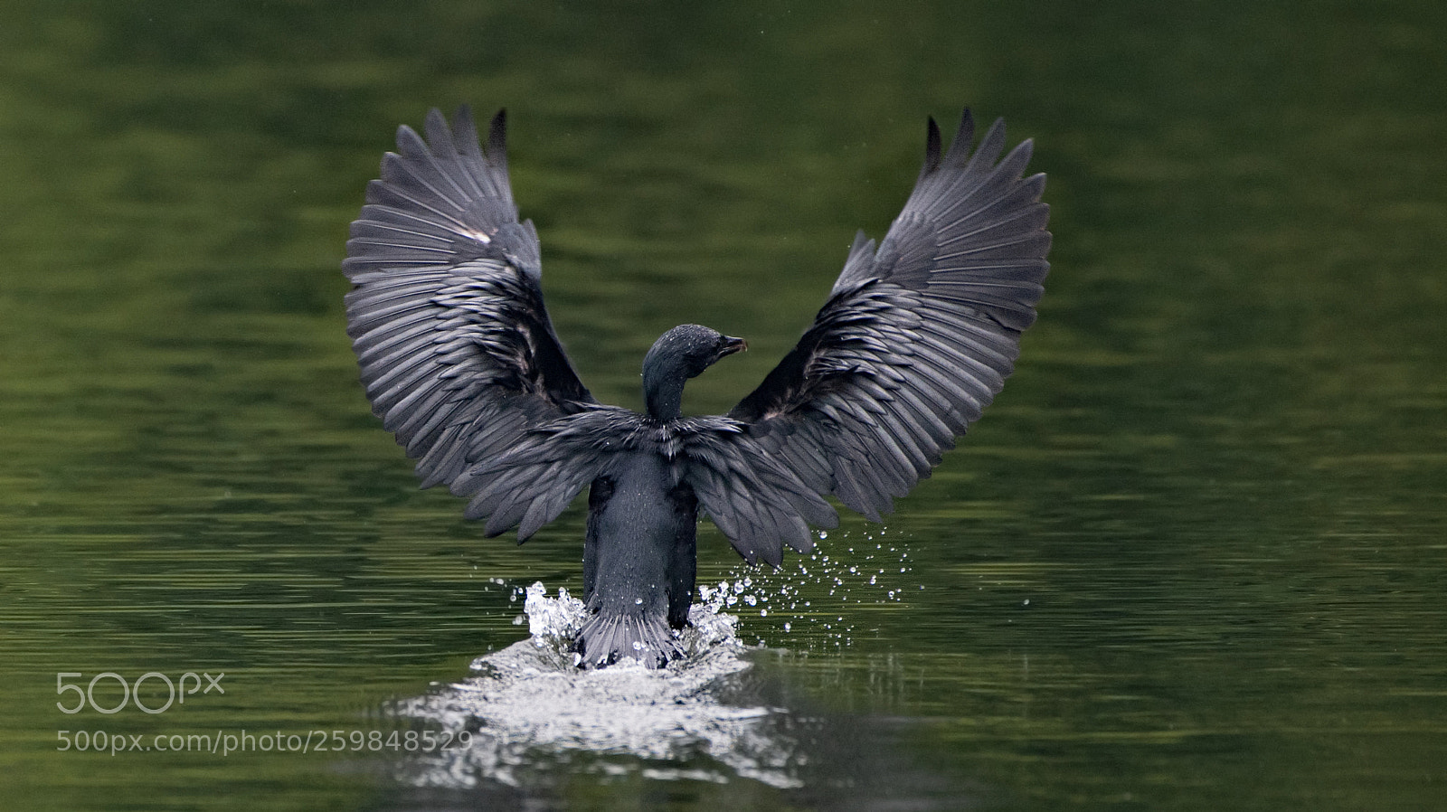 Nikon D500 sample photo. The wings of freedom-cormorant photography