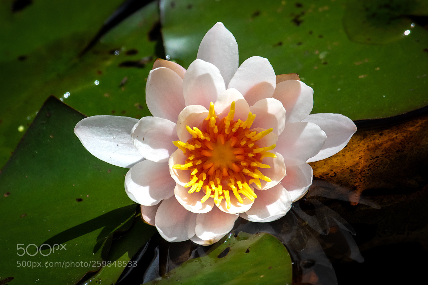 Canon EOS 7D Mark II sample photo. Water lily ii photography