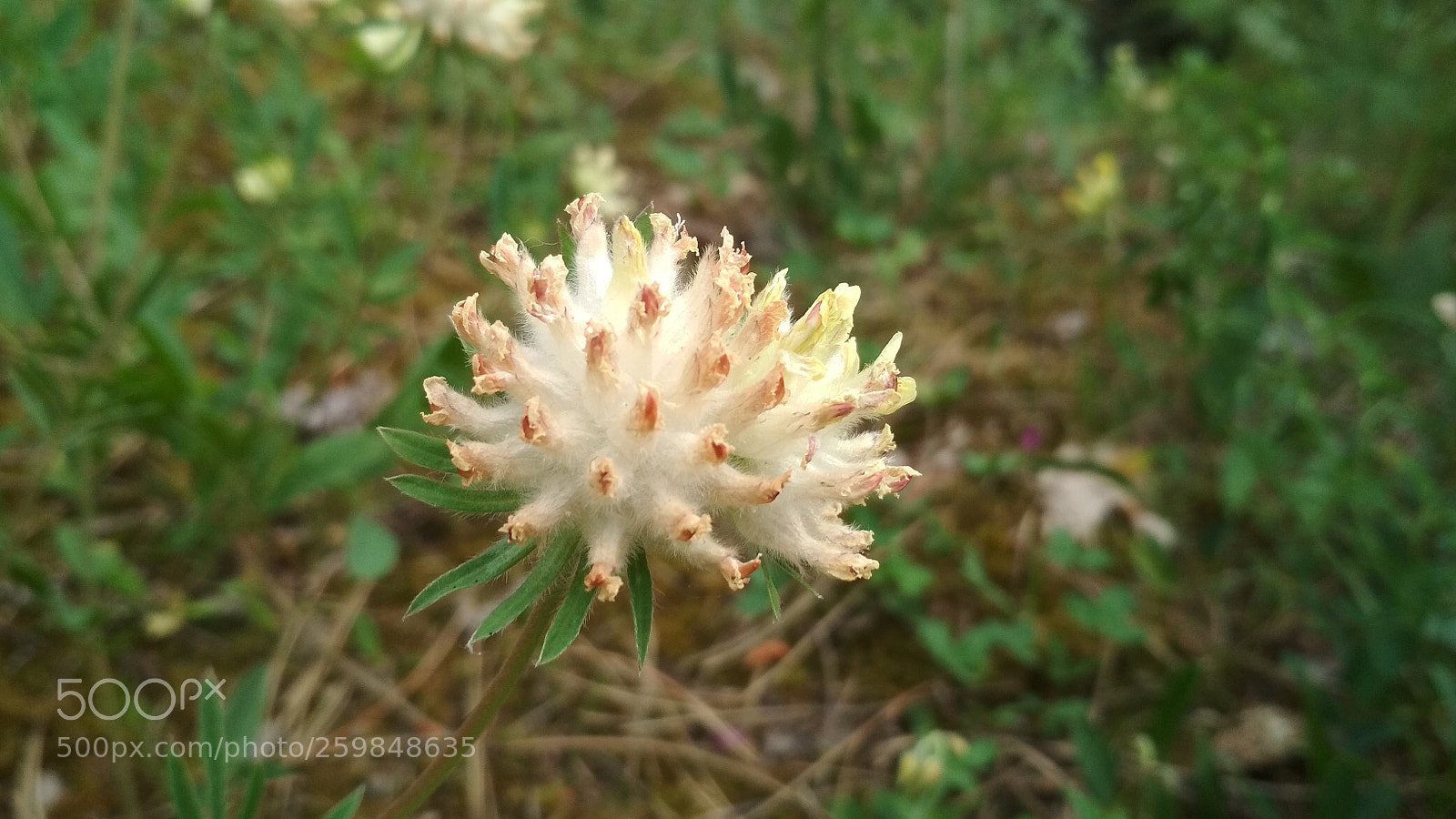 Xiaomi Redmi 4X sample photo. Untitled photography