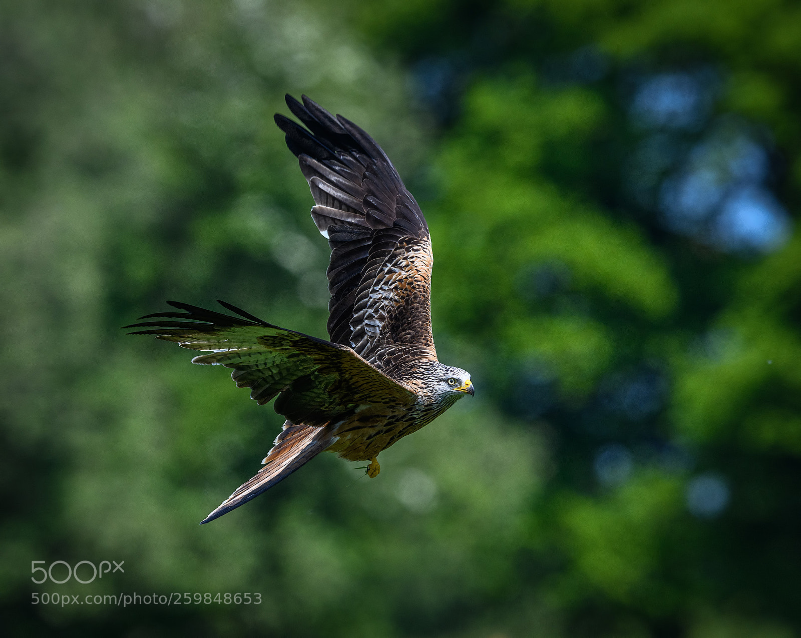 Nikon D850 sample photo. Aerial maneuver photography