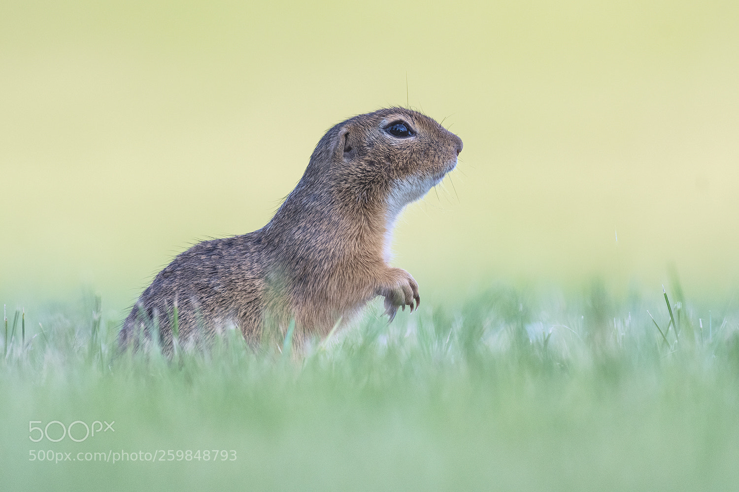 Nikon D500 sample photo. European ground squirrel photography