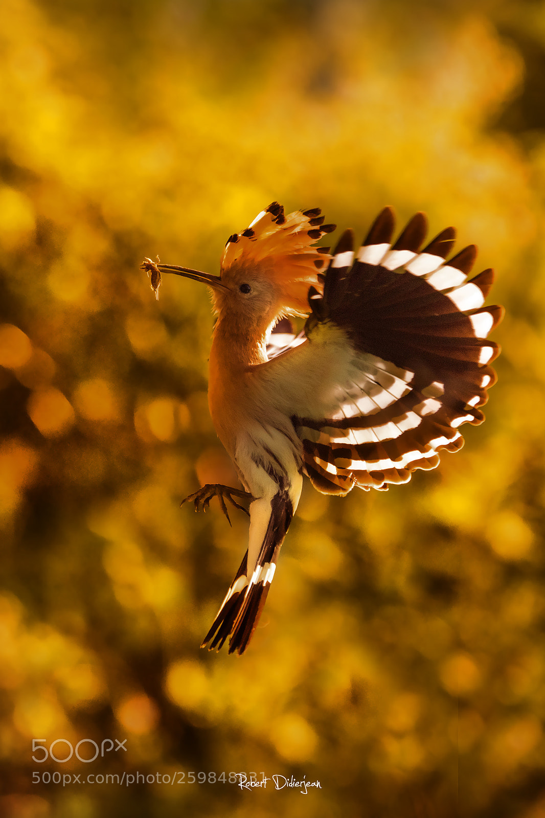 Nikon D810 sample photo. Hoopoe in the air photography