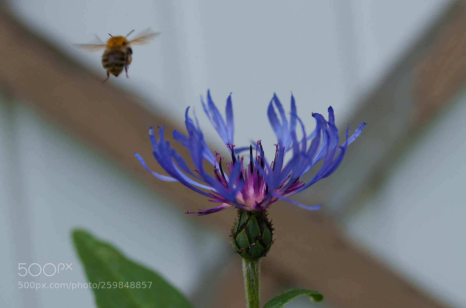 Nikon D7000 sample photo. Ready to land photography