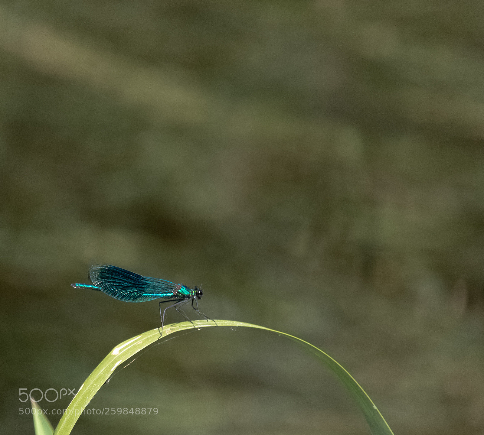 Canon EOS 80D sample photo. Dragonfly #5 photography