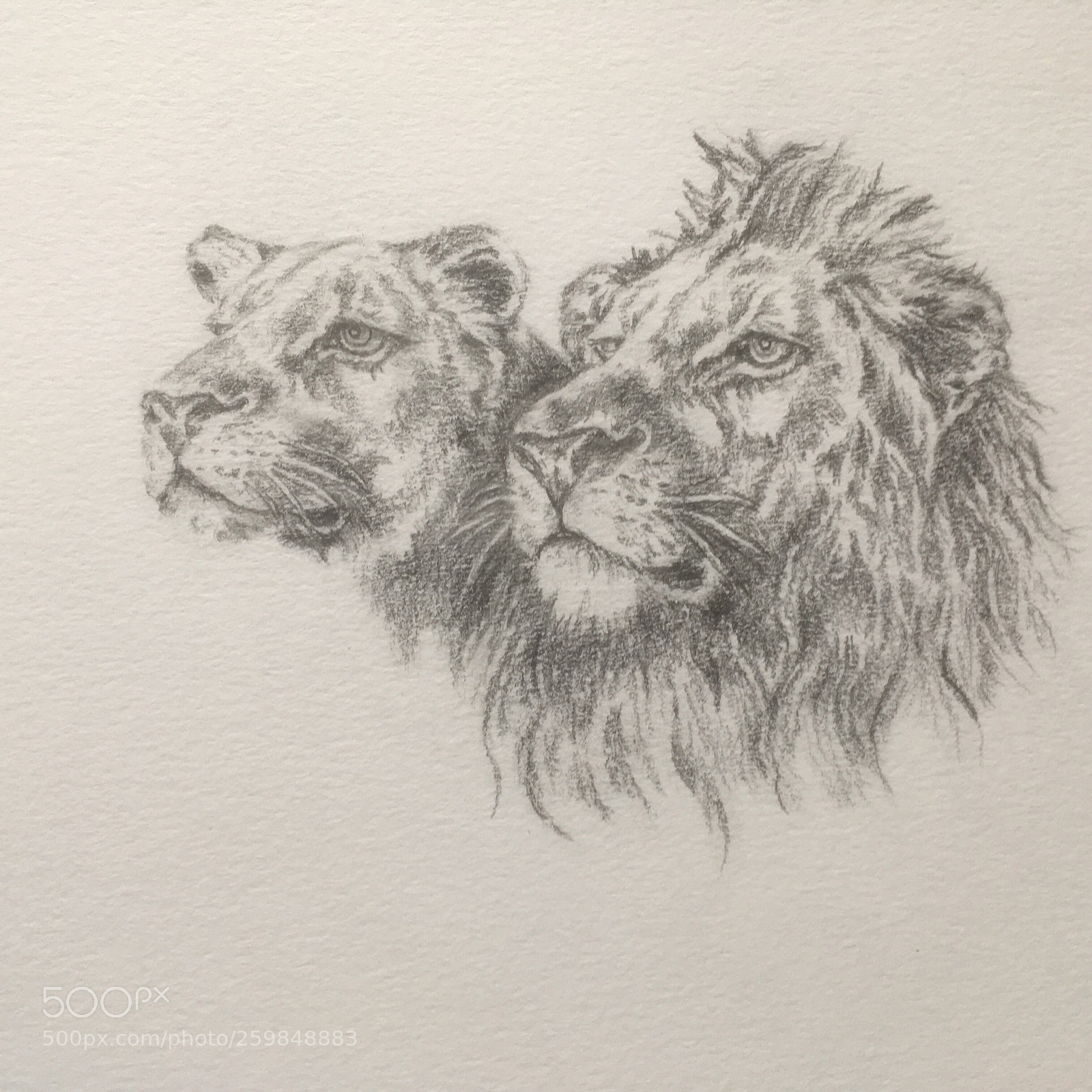 Apple iPhone SE sample photo. Lions drawn by my photography