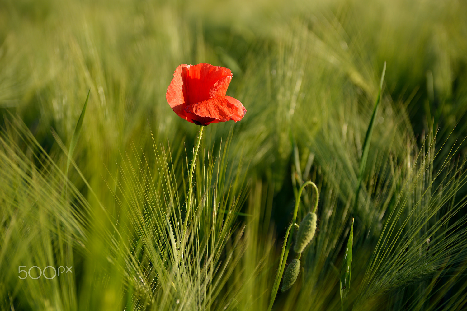 Sigma 17-50mm F2.8 EX DC OS HSM sample photo. ... spring classic ... photography