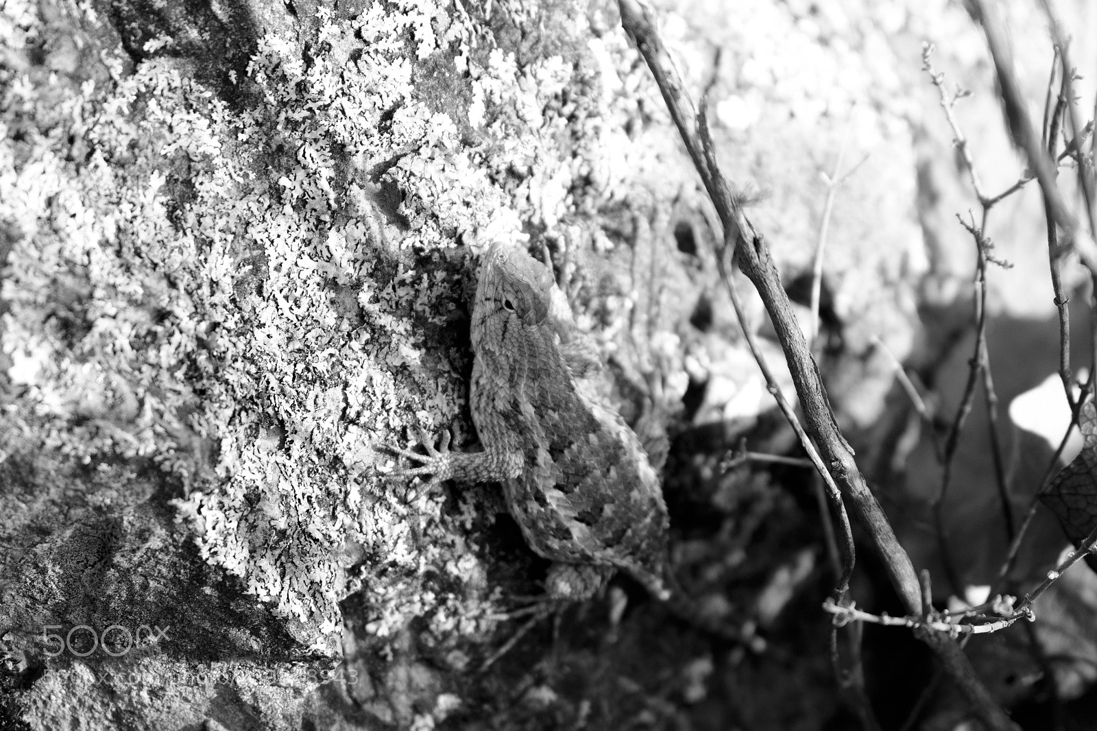Canon EOS 700D (EOS Rebel T5i / EOS Kiss X7i) sample photo. Camuflaje photography