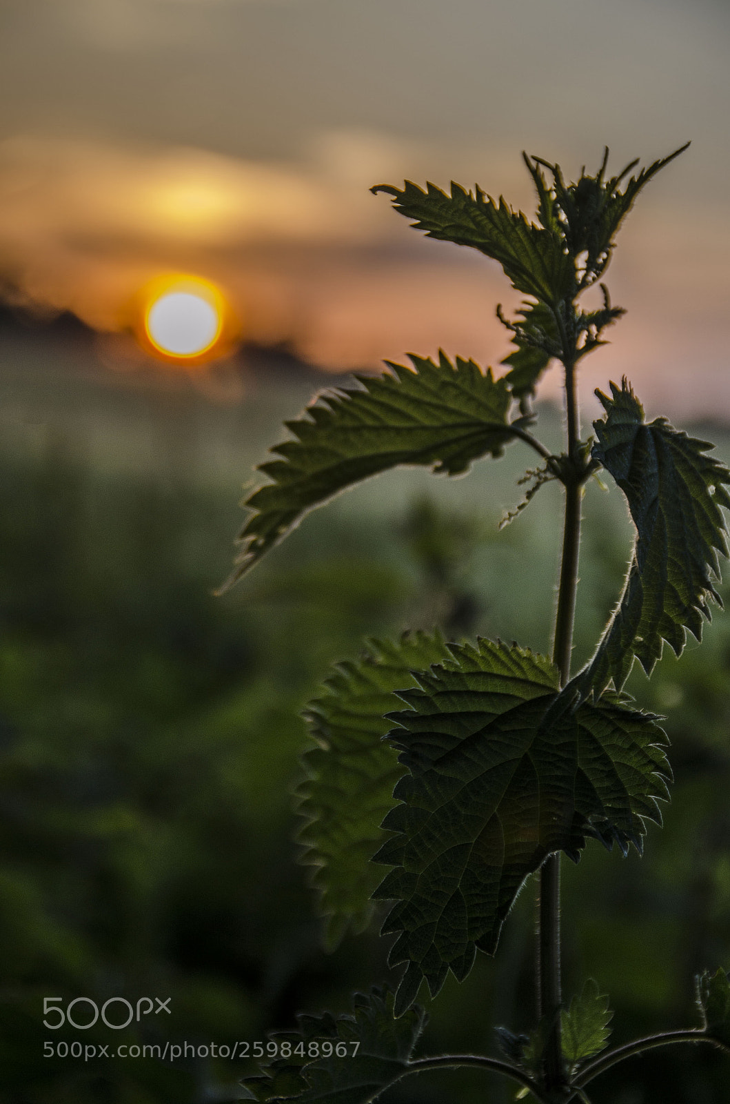 Nikon D5100 sample photo. Nettle photography