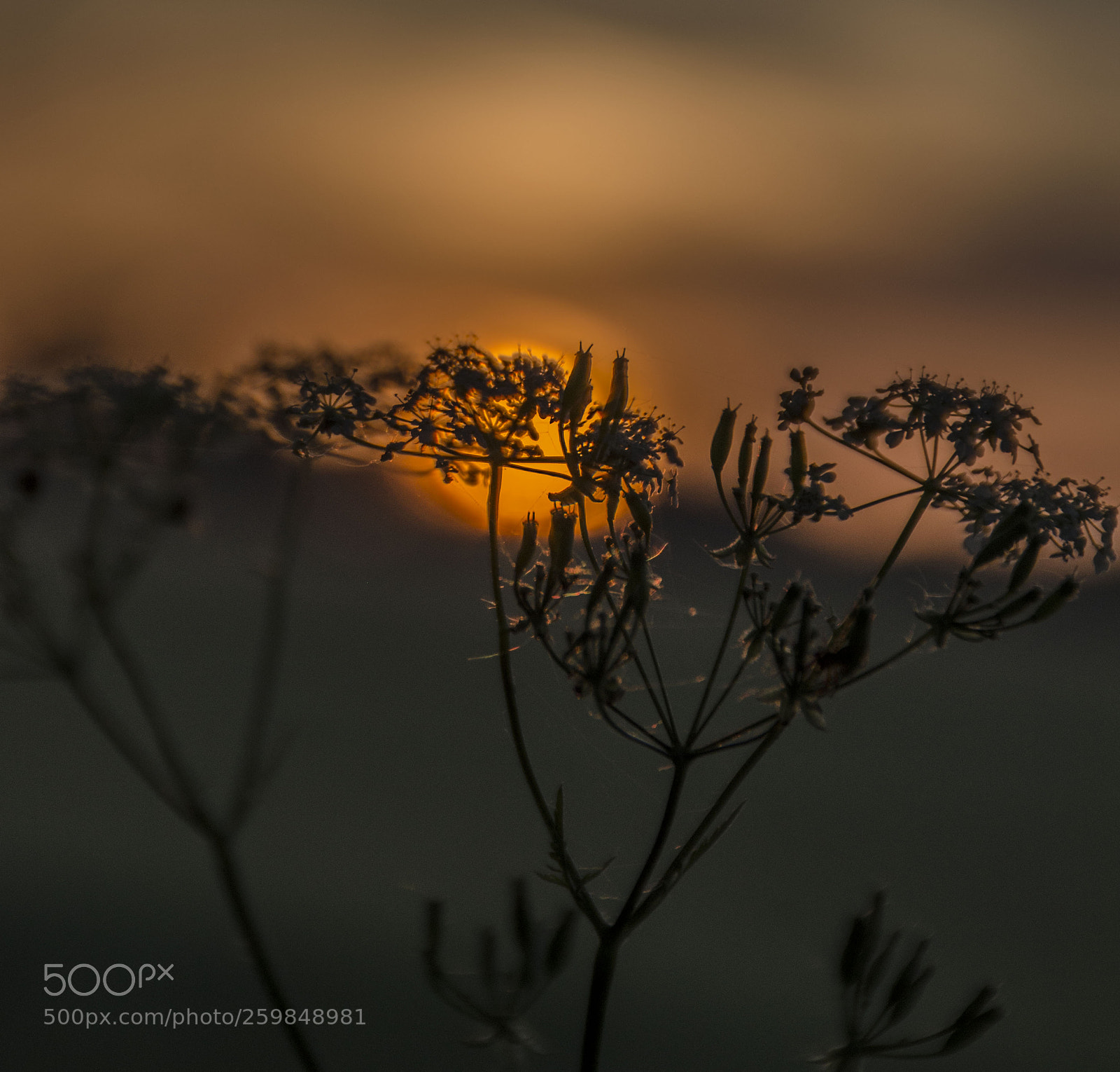 Nikon D5100 sample photo. Star weed photography