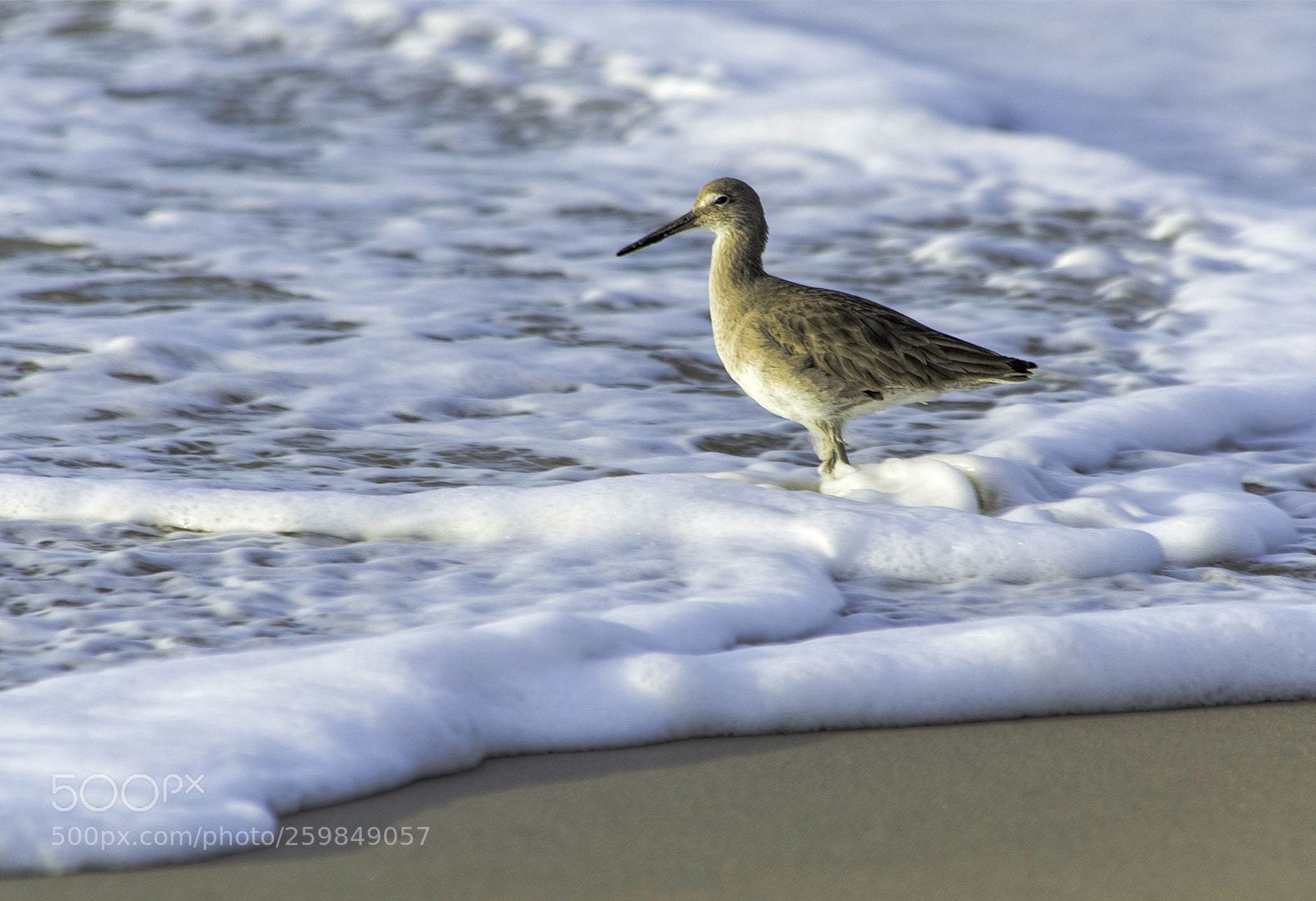 Nikon D600 sample photo. Willet photography