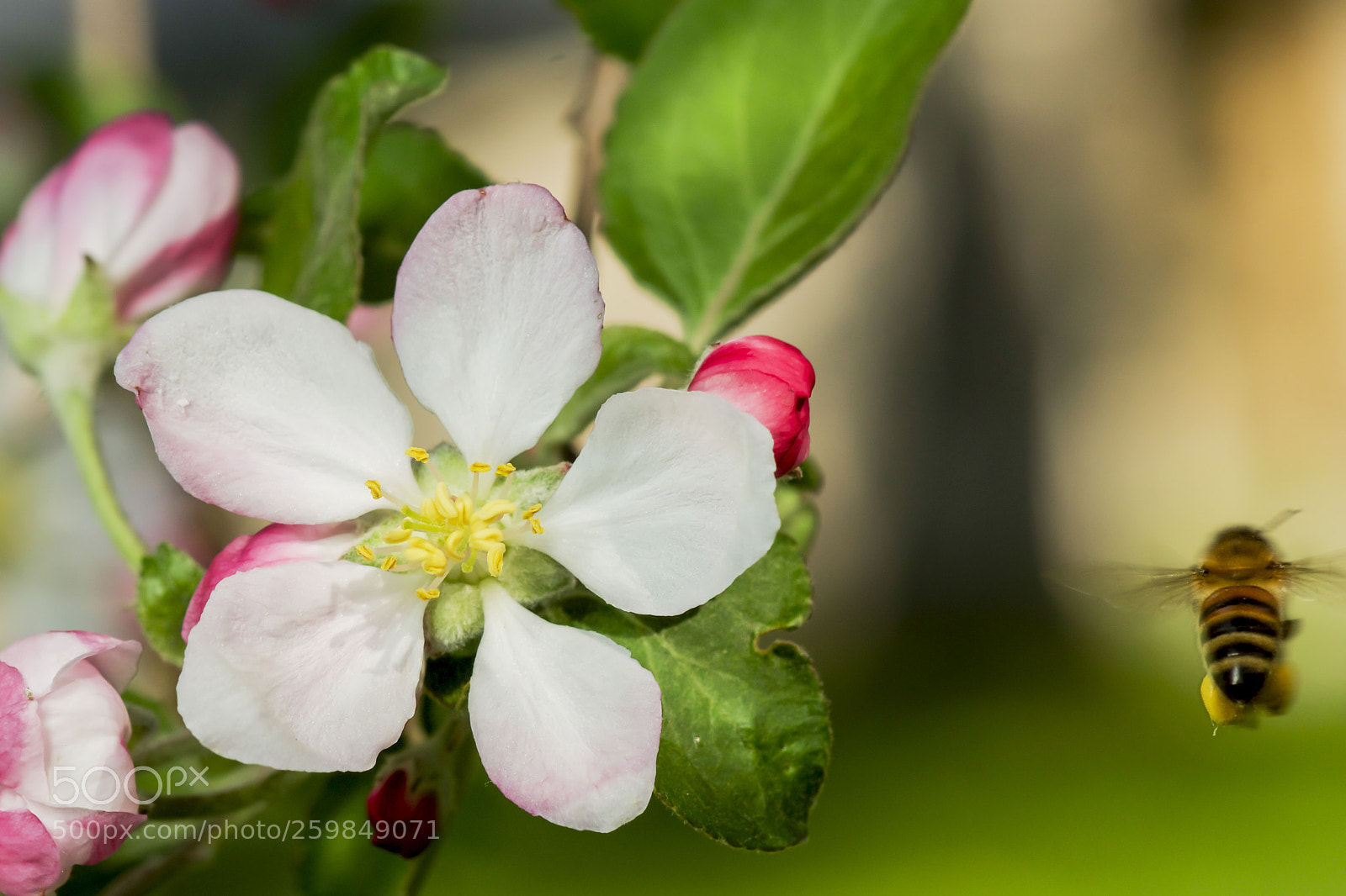 Sony SLT-A77 sample photo. Apple blossom photography