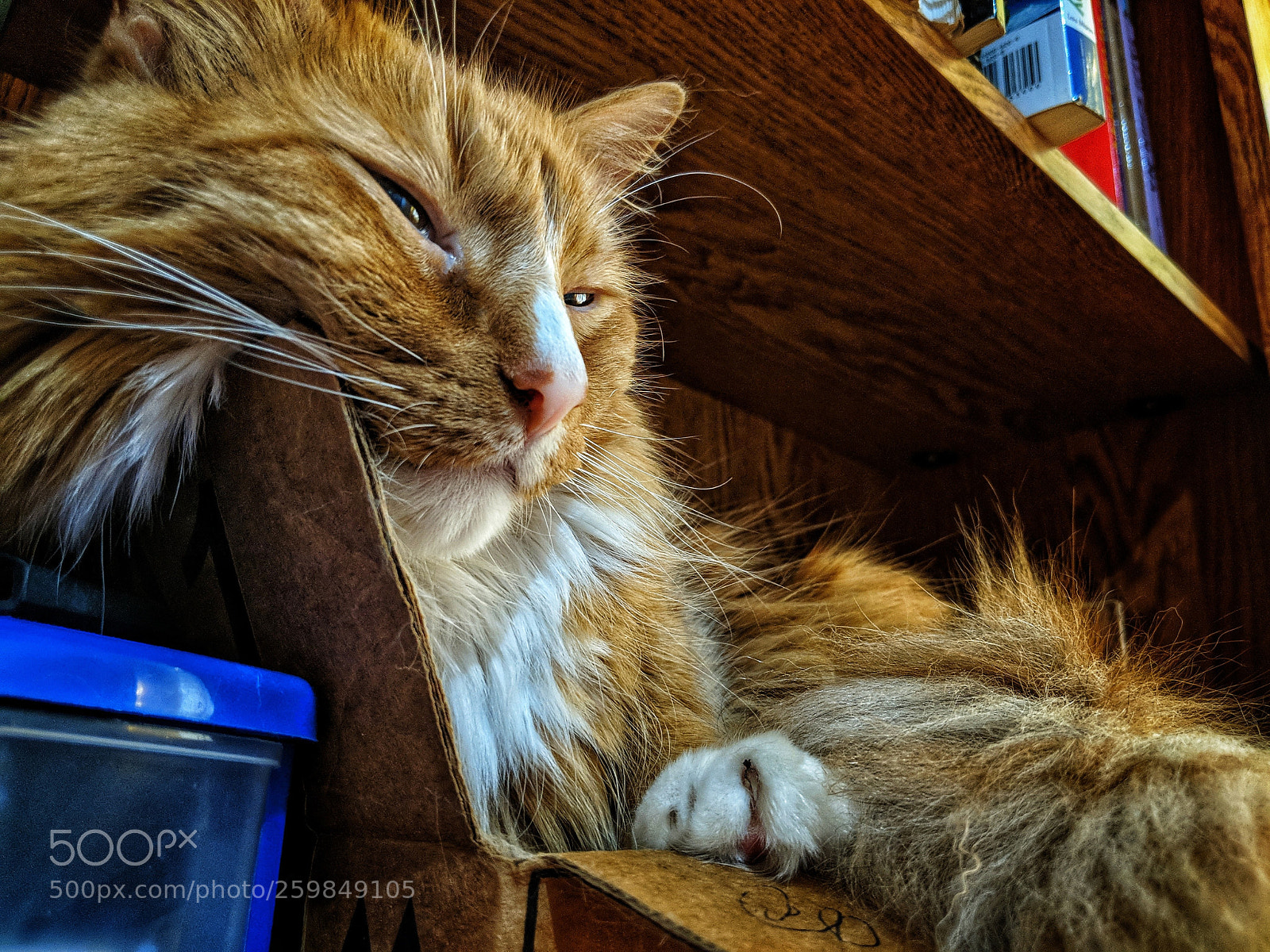 Google Pixel 2 sample photo. Box cat photography