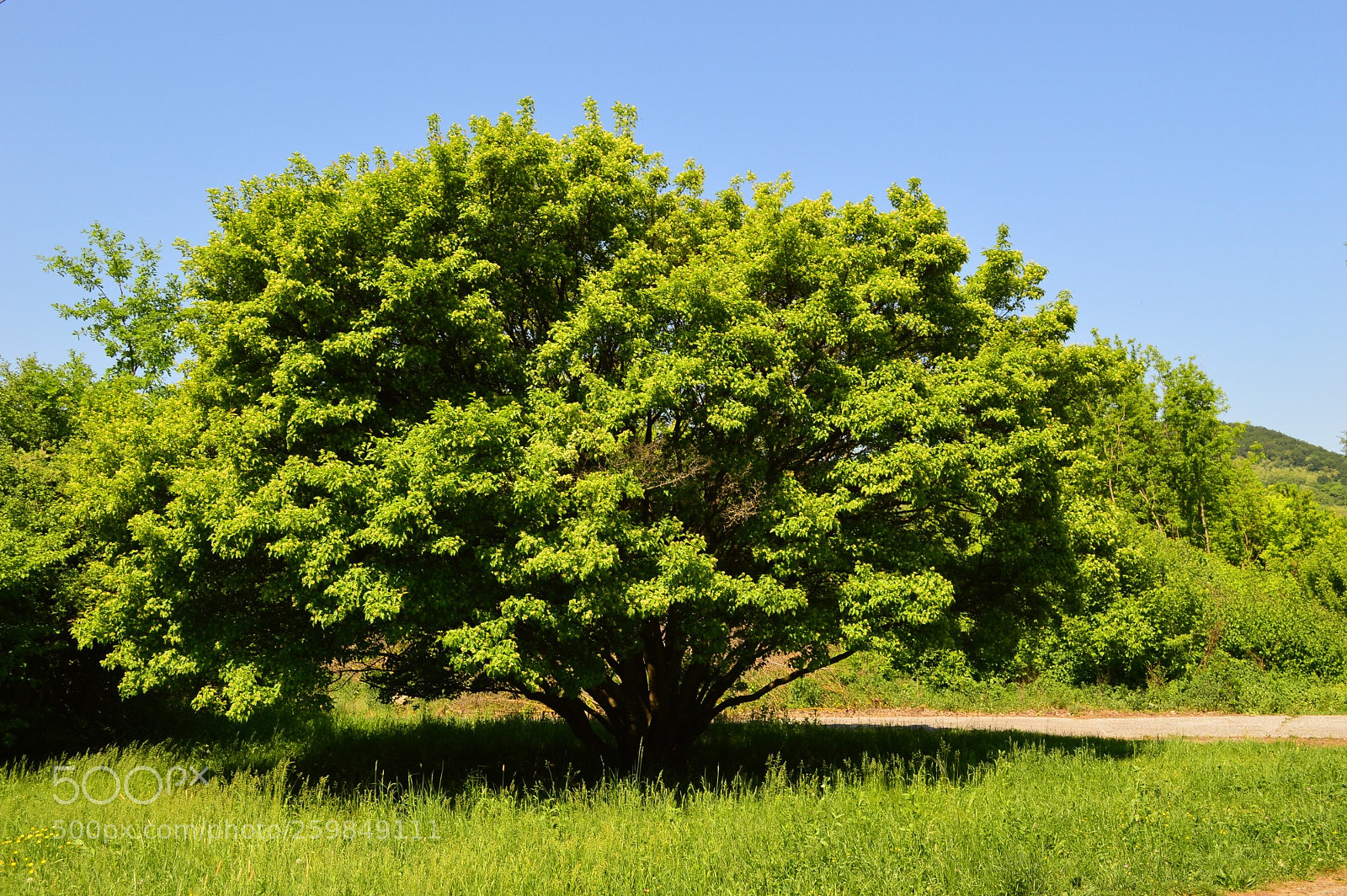Nikon D3200 sample photo. A tree photography