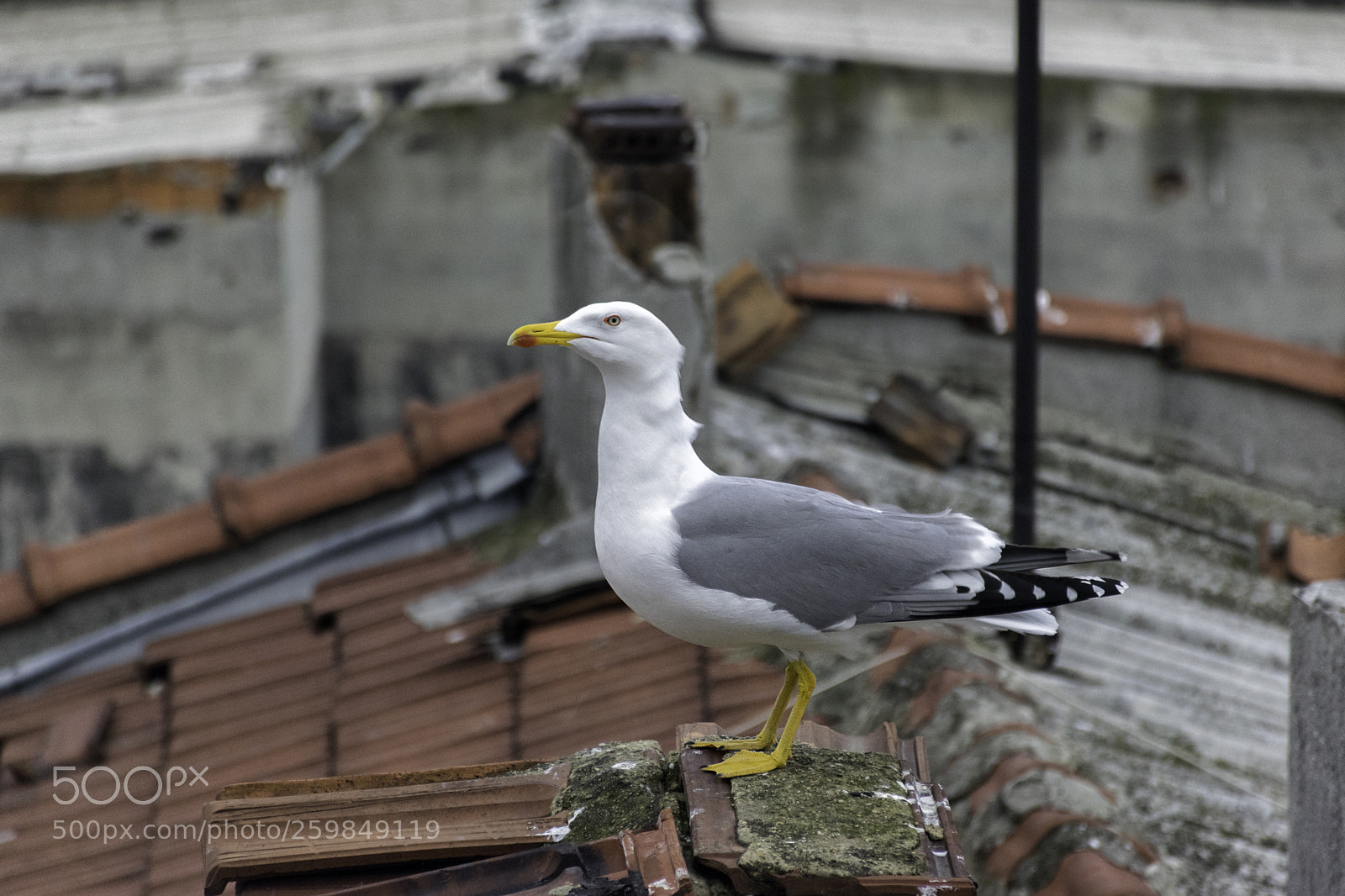 Nikon D5300 sample photo. Seagulls are funny photography