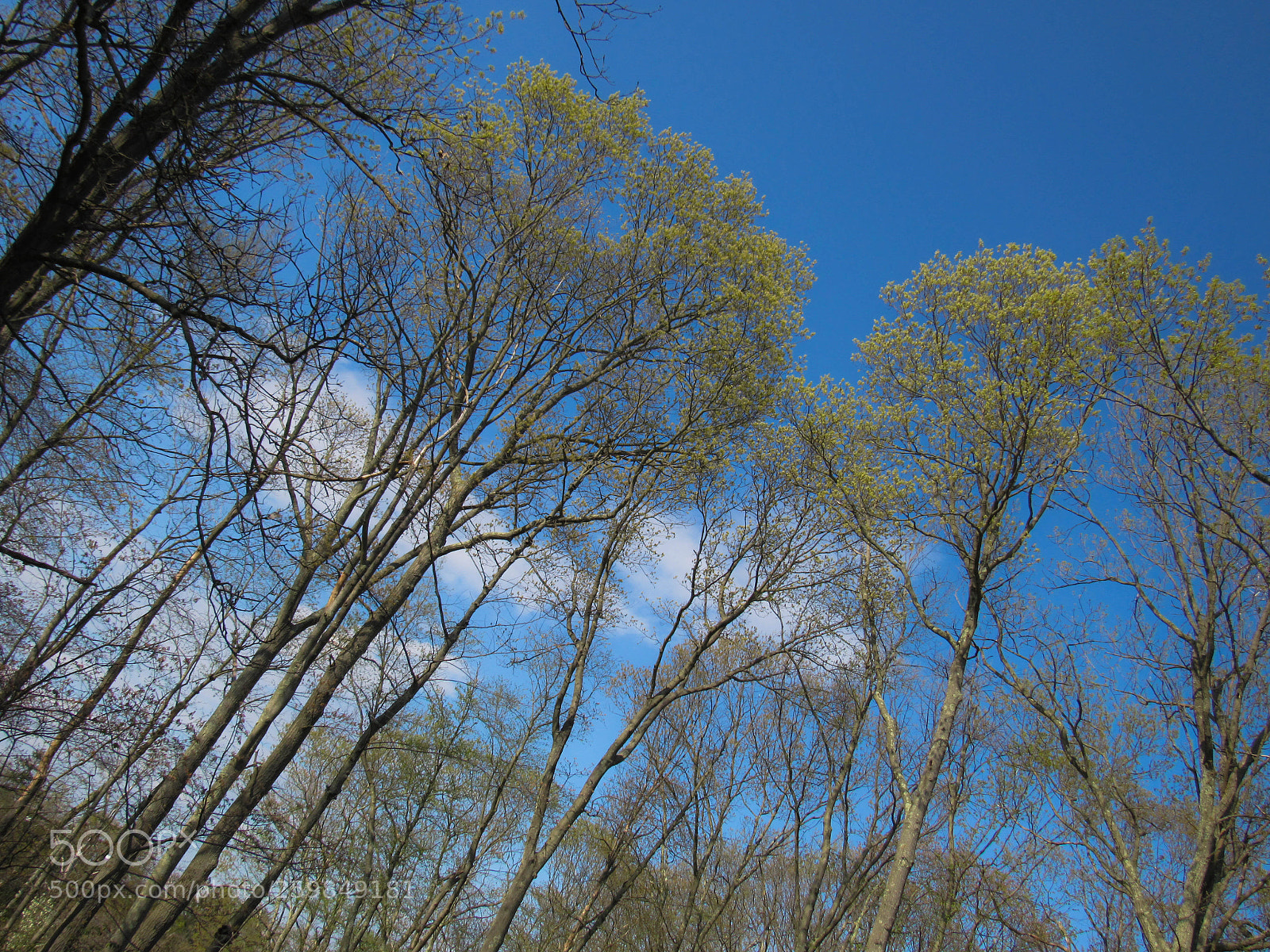 Canon PowerShot SX530 HS sample photo. Img photography