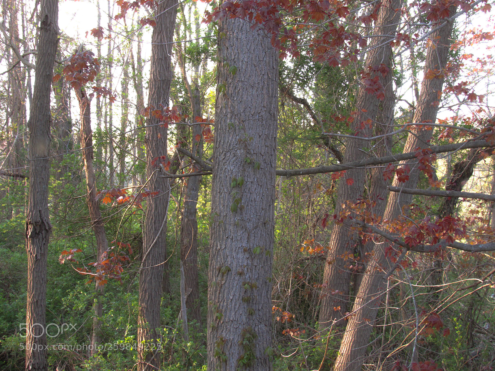 Canon PowerShot SX530 HS sample photo. Img photography